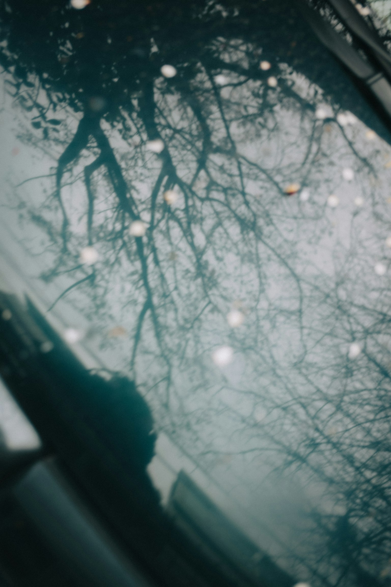 Riflesso di rami d'albero e gocce d'acqua su un finestrino di auto
