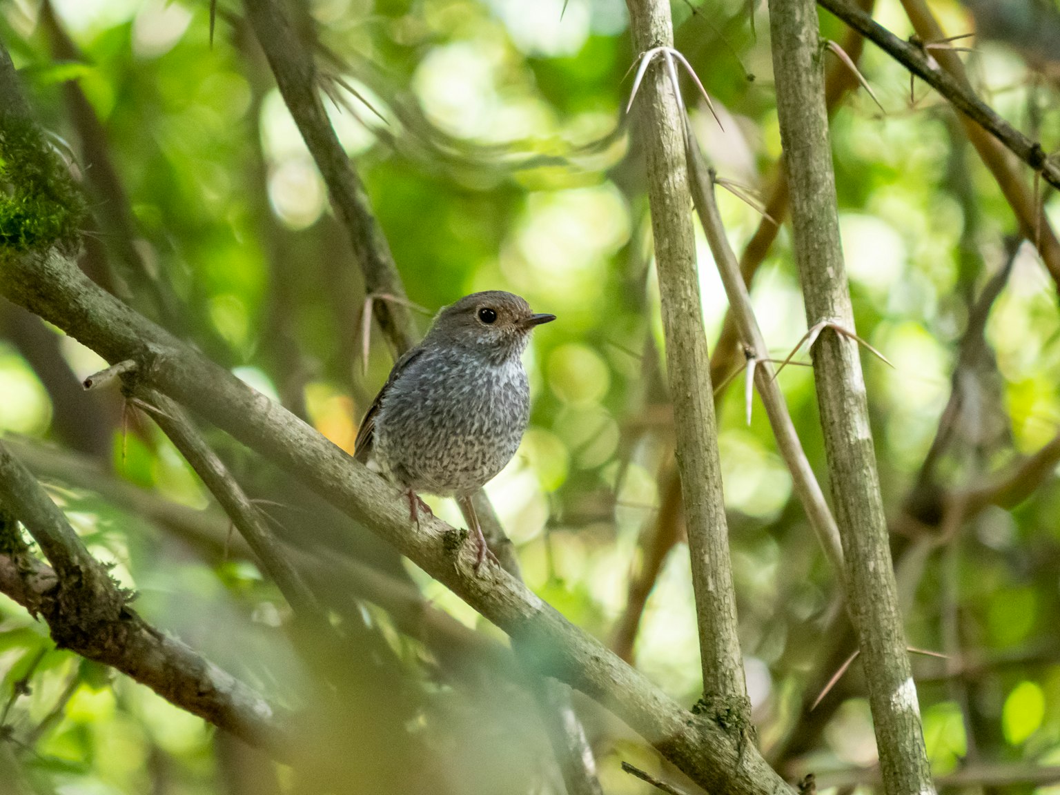 A small bird perched on branches with a green background and soft lighting