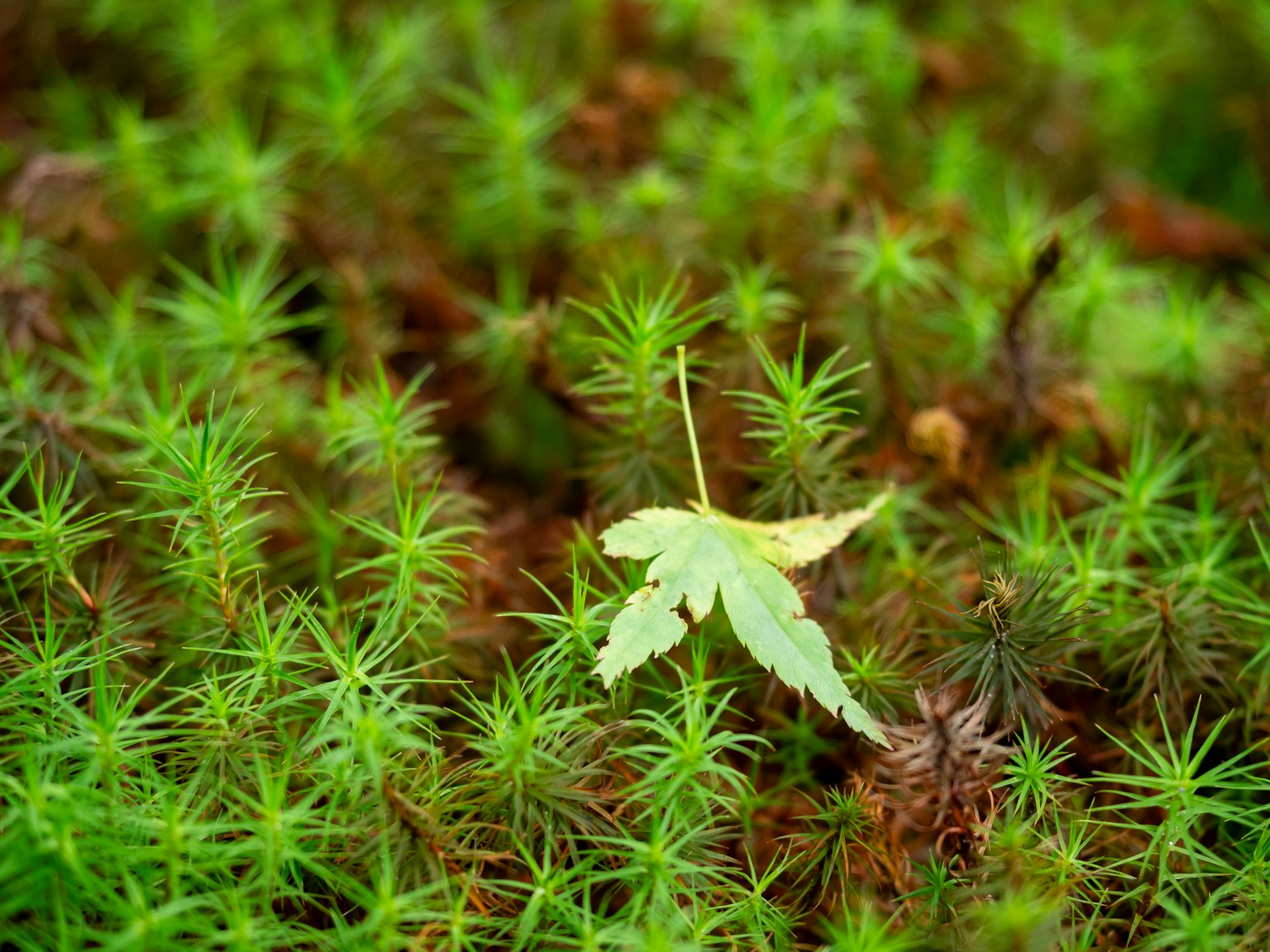 Sehelai daun maple yang terletak di atas lumut hijau yang cerah