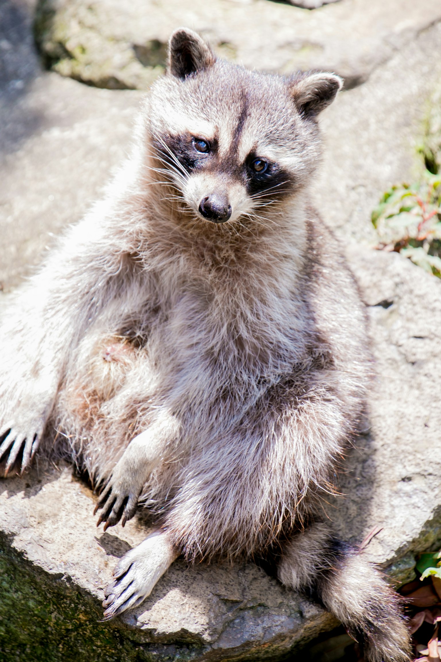 Mapache sentado en una roca con una expresión curiosa