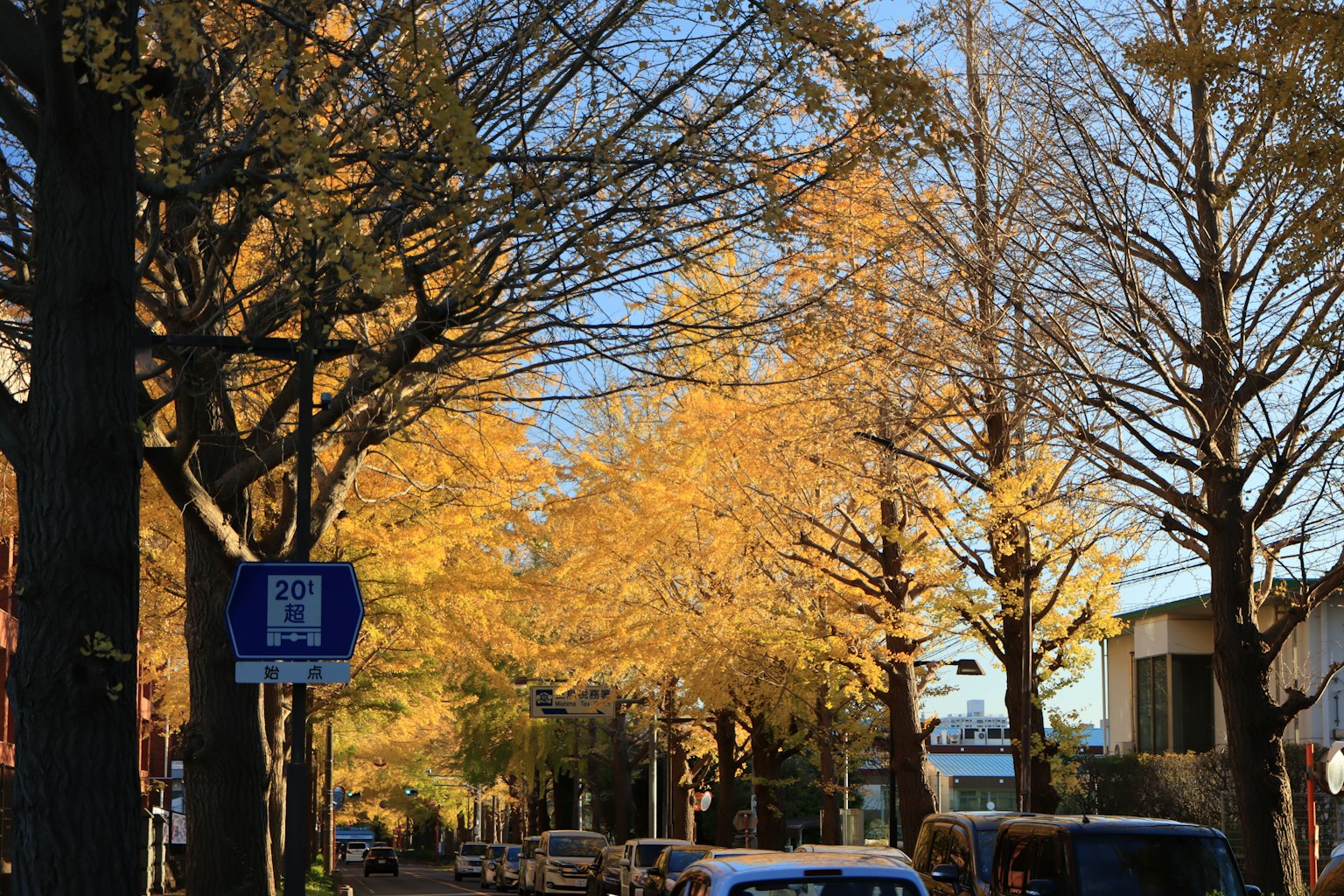 A street lined with yellow ginkgo trees in autumn
