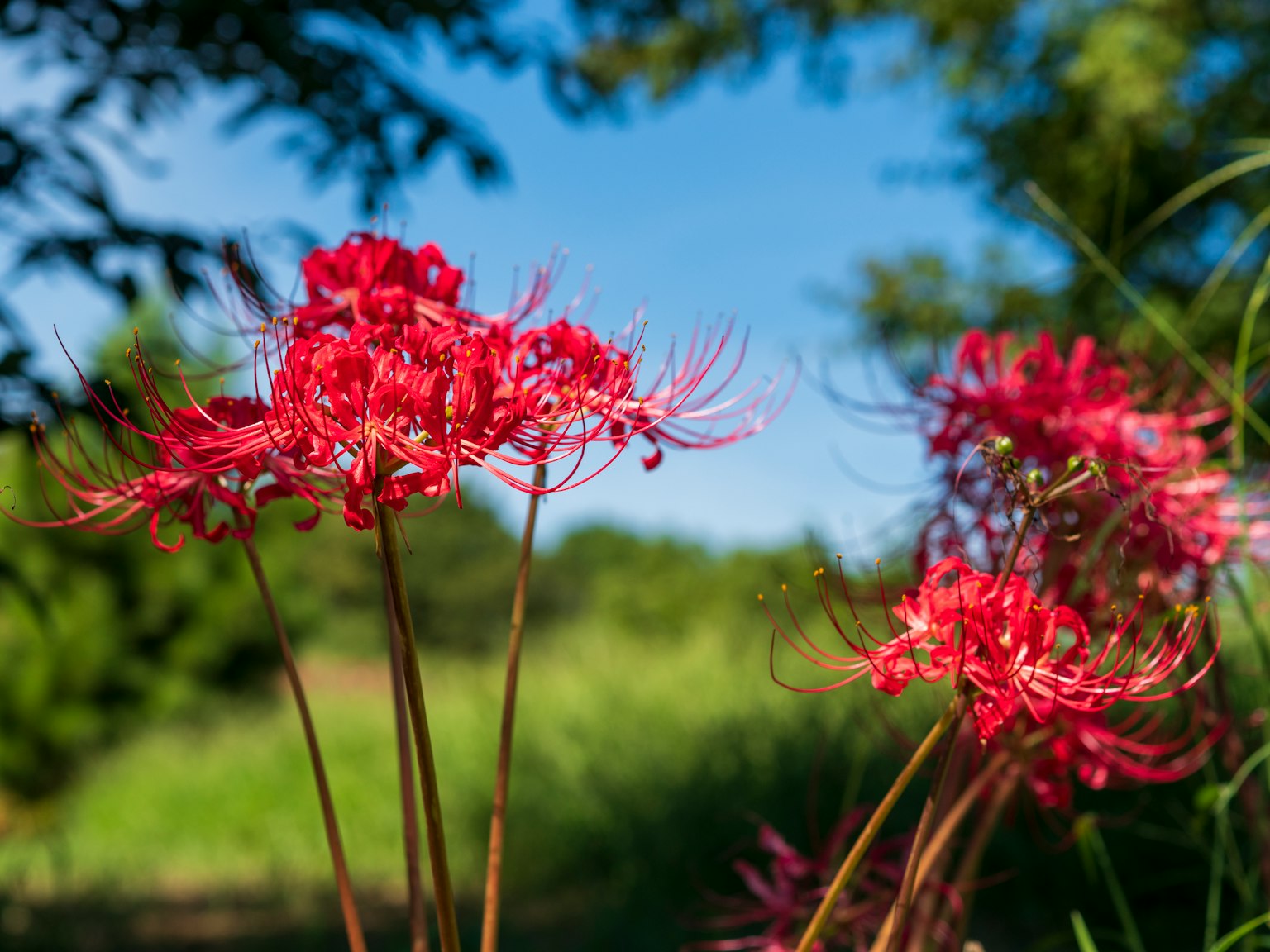 Rote Spinnenlilien blühen unter einem blauen Himmel