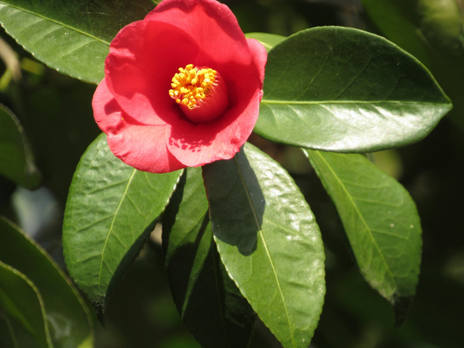 Close-up of a red camellia flower with green leaves