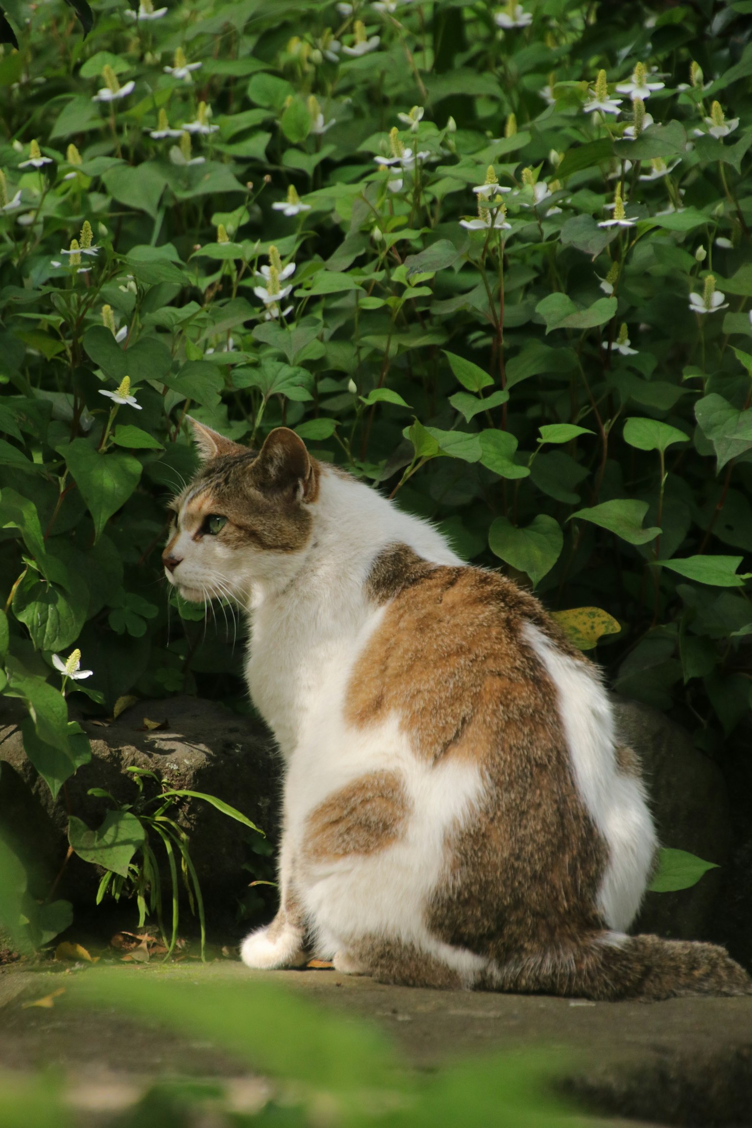Eine weiße und braune Katze sitzt vor grünen Blättern