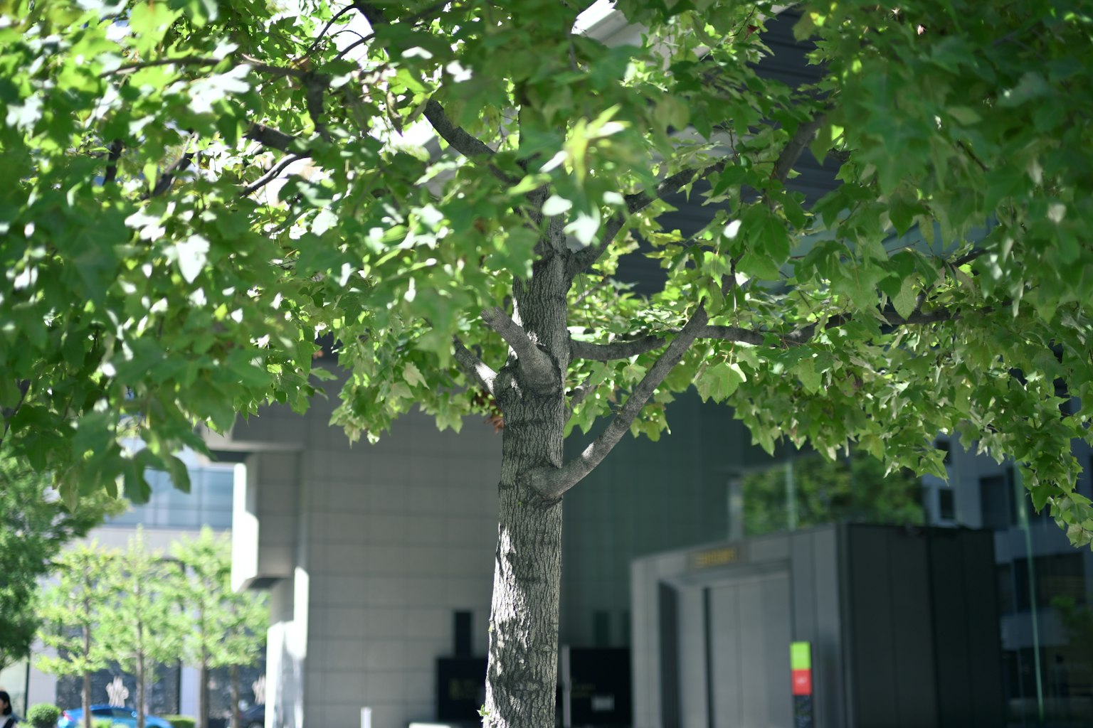 Ein Baum mit üppig grünen Blättern neben einem modernen Gebäude