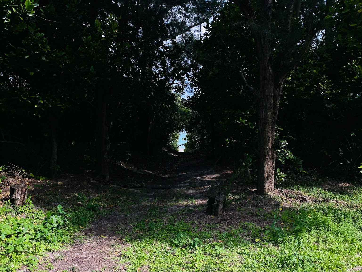 Un sentiero attraverso una foresta oscura che porta a una luce brillante