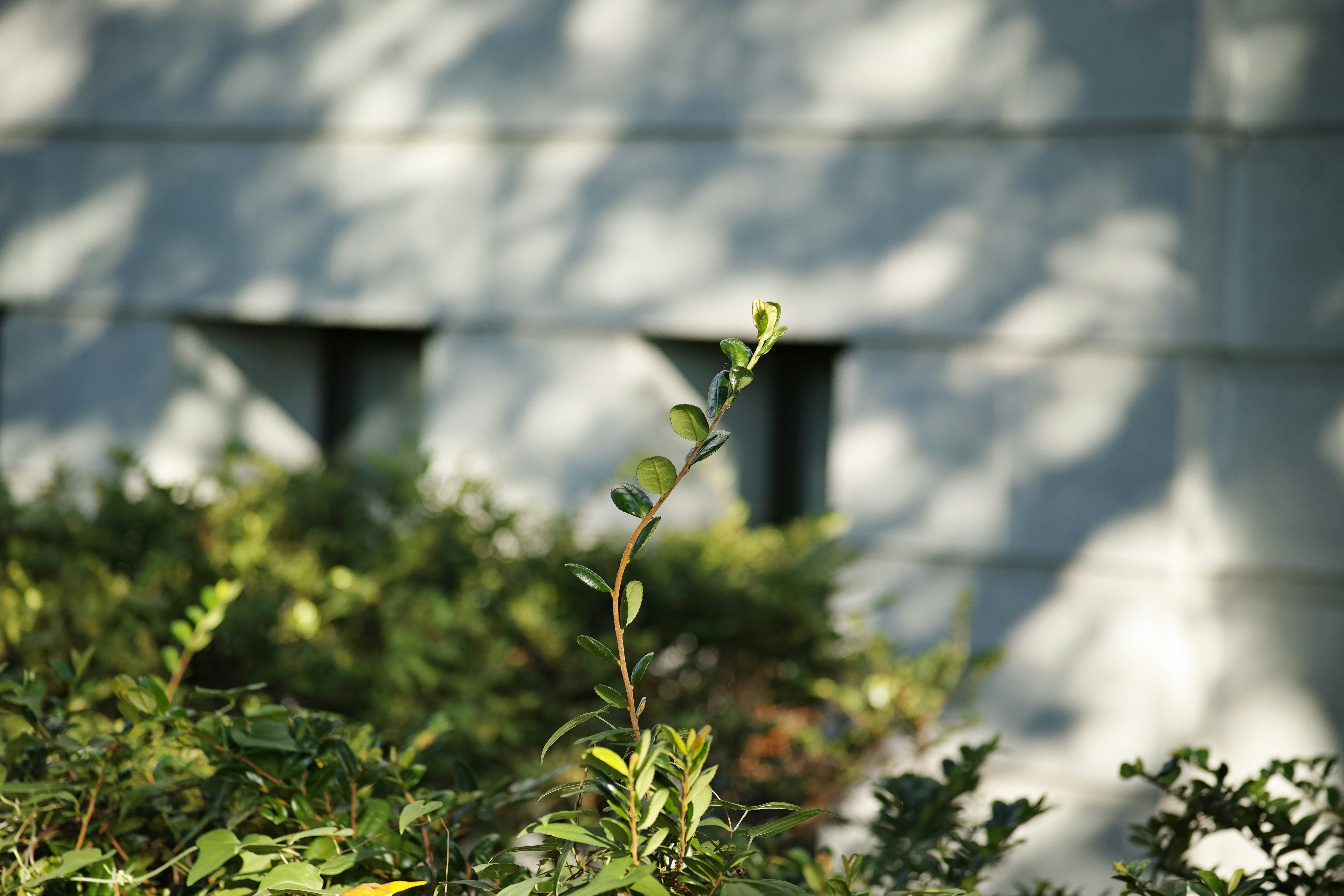 石壁の前で育つ若い緑の芽と草花