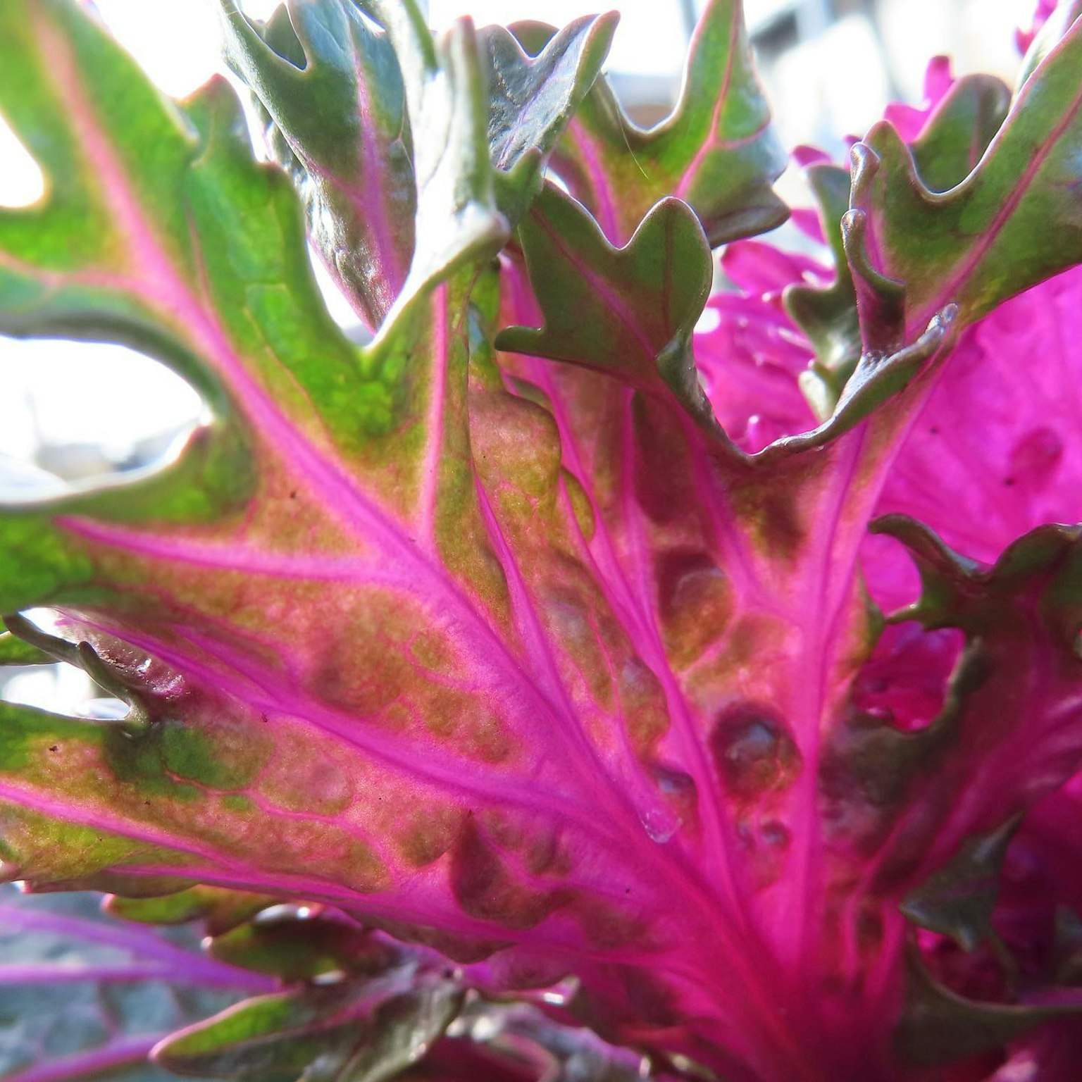 Kedekatan daun berwarna pink dan hijau yang cerah dengan urat yang menonjol