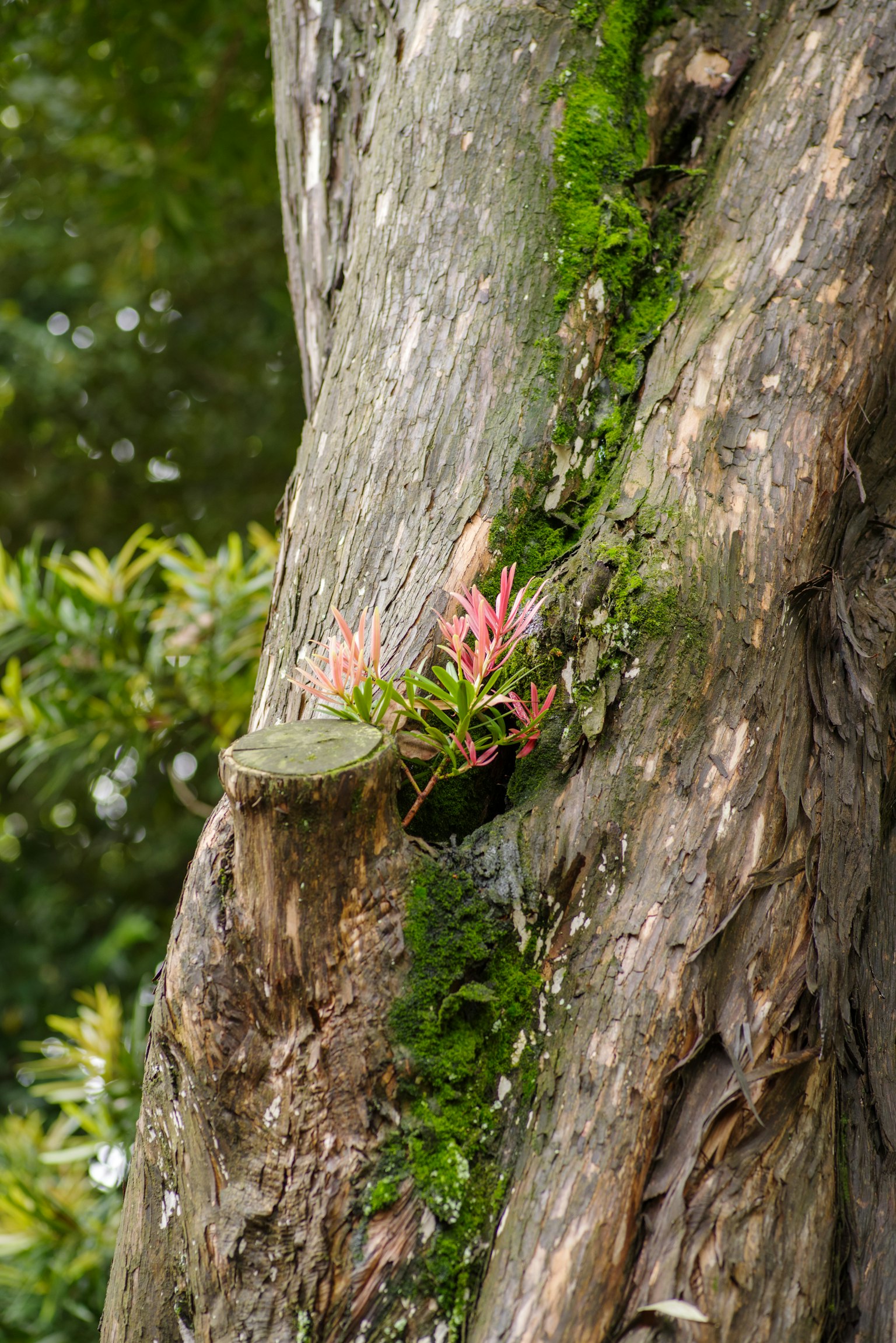 Young leaves and moss growing on a tree trunk