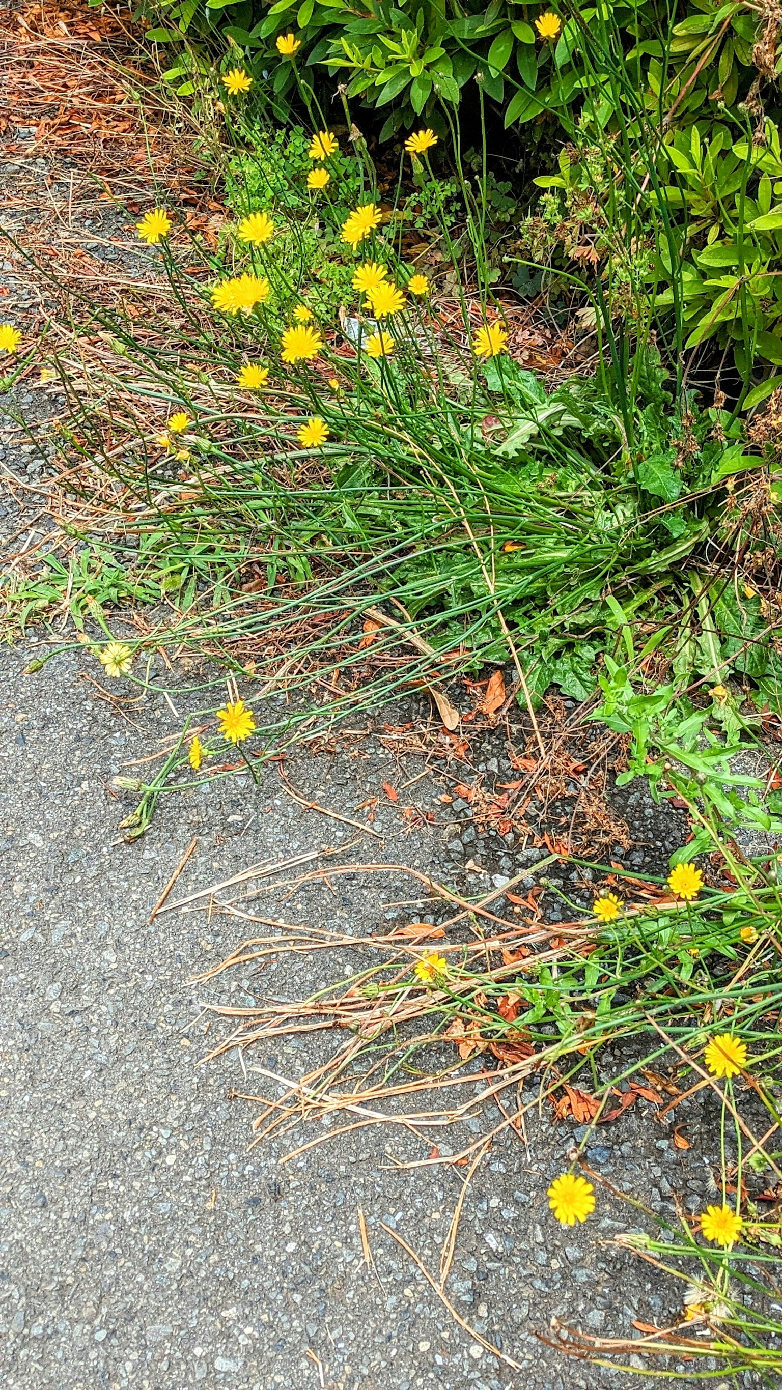 Fiori gialli e erba verde che crescono lungo una strada