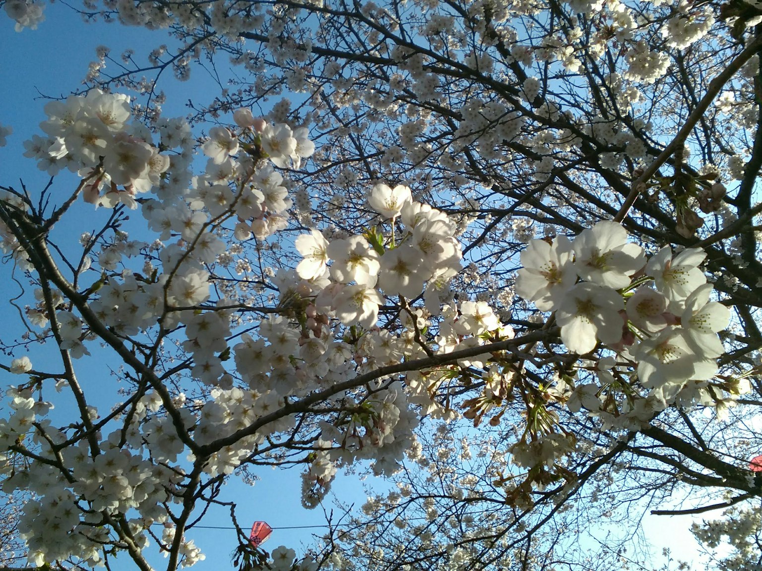 Cherry blossoms blooming against a blue sky