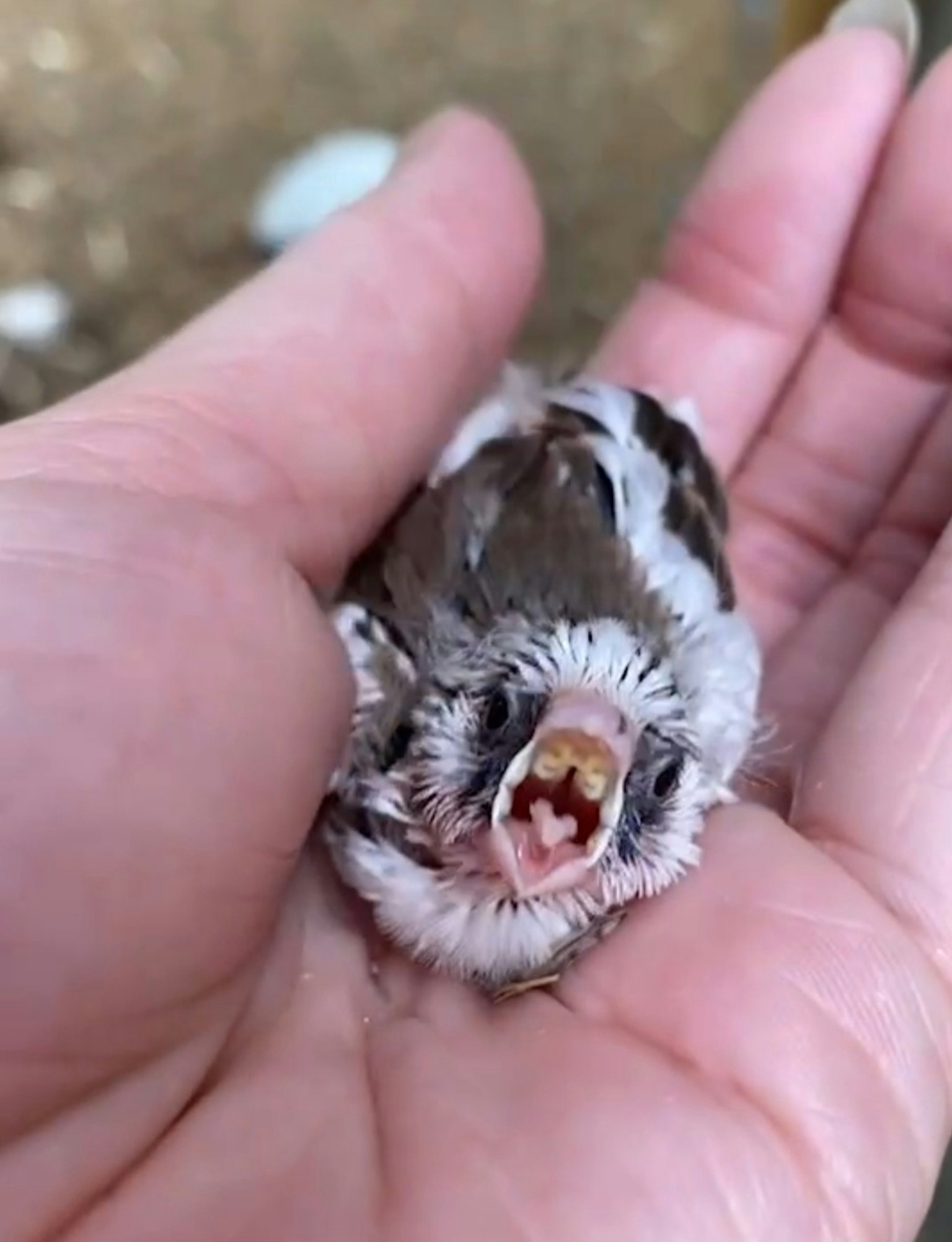 Ein kleines Küken in einer Hand mit geöffnetem Schnabel