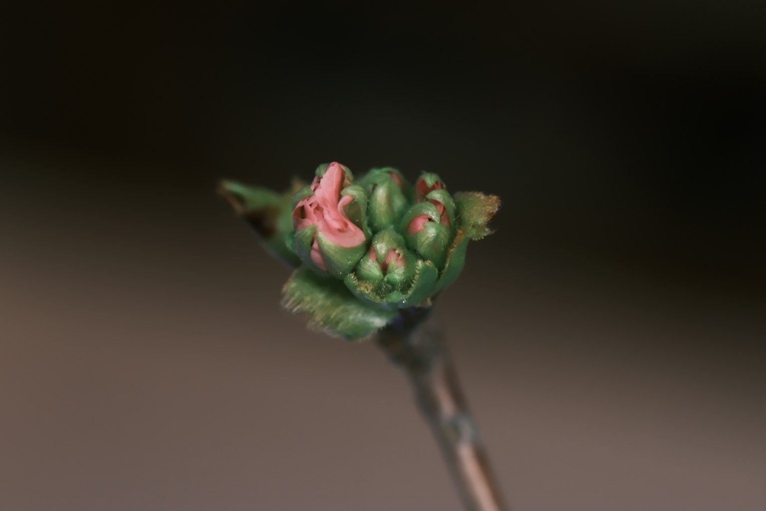 Piccolo bocciolo di fiore rosa circondato da foglie verdi