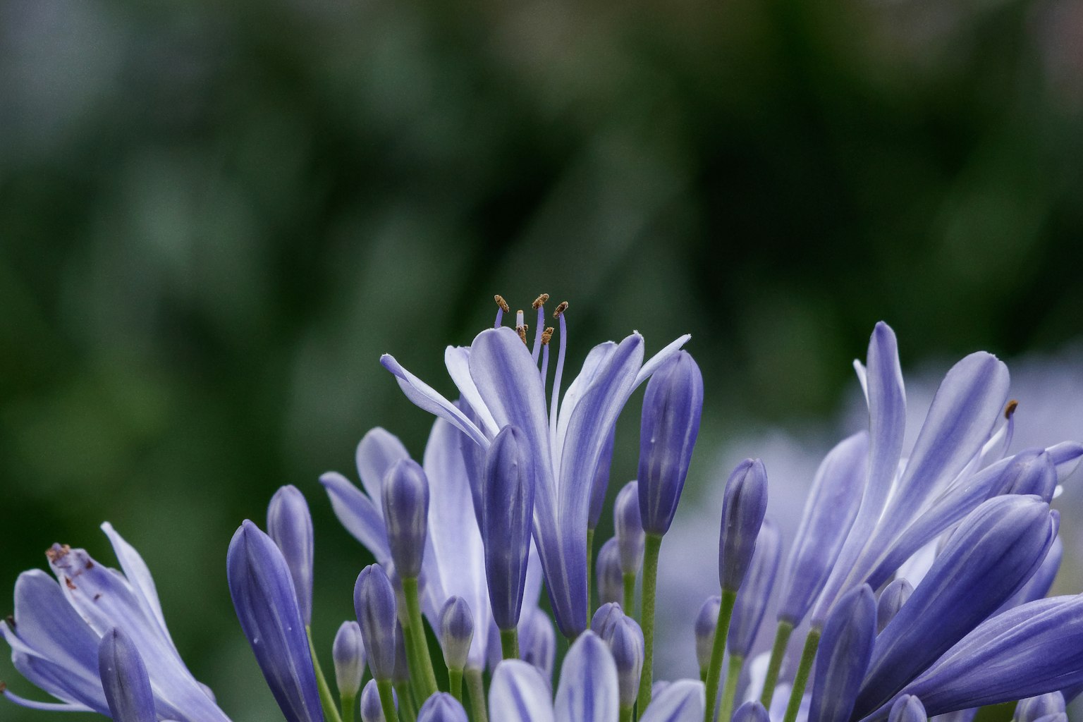 Cận cảnh cánh hoa Agapanthus màu tím với nền xanh mờ