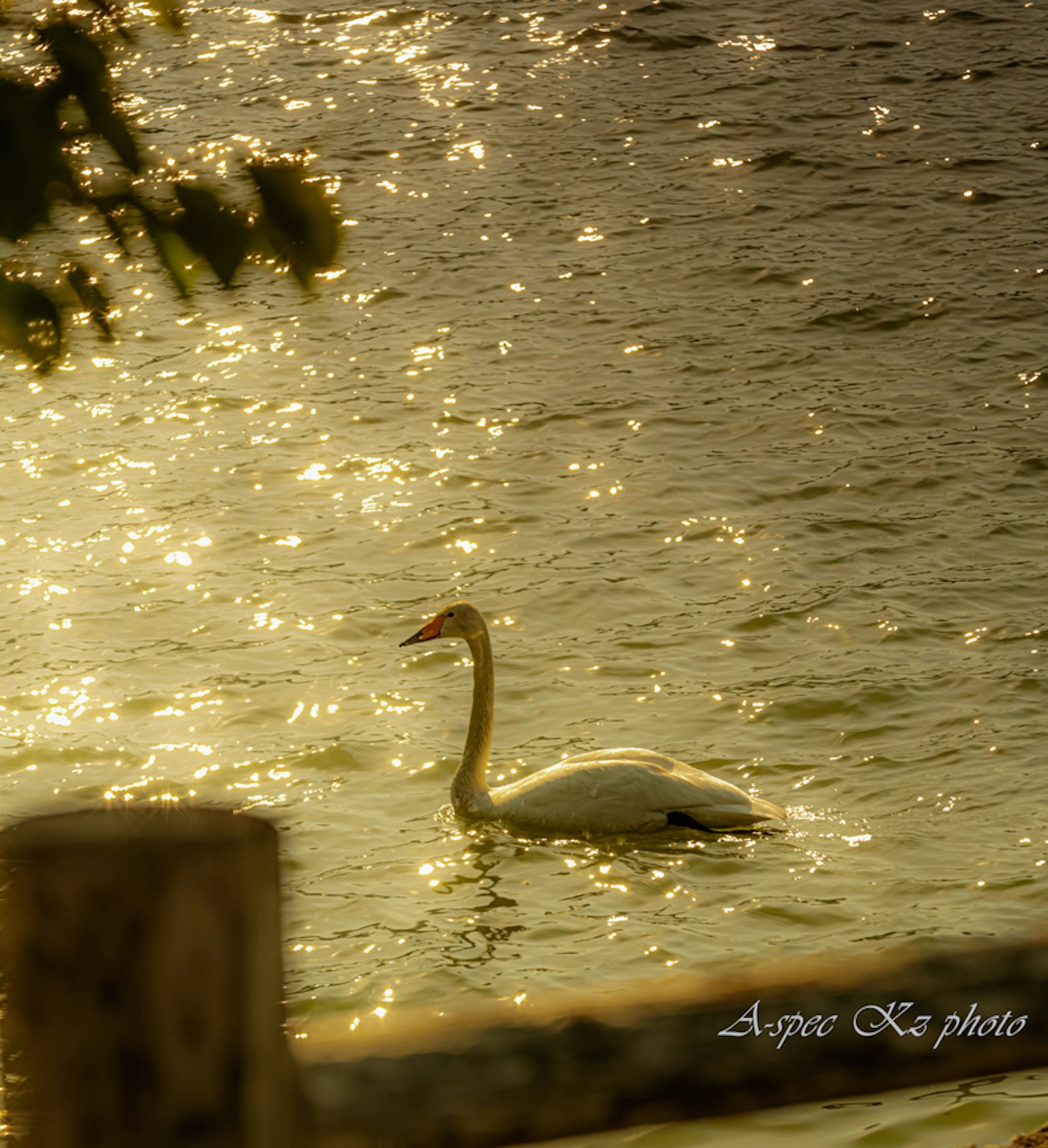 Silhouette of a swan on a shimmering water surface with golden reflections