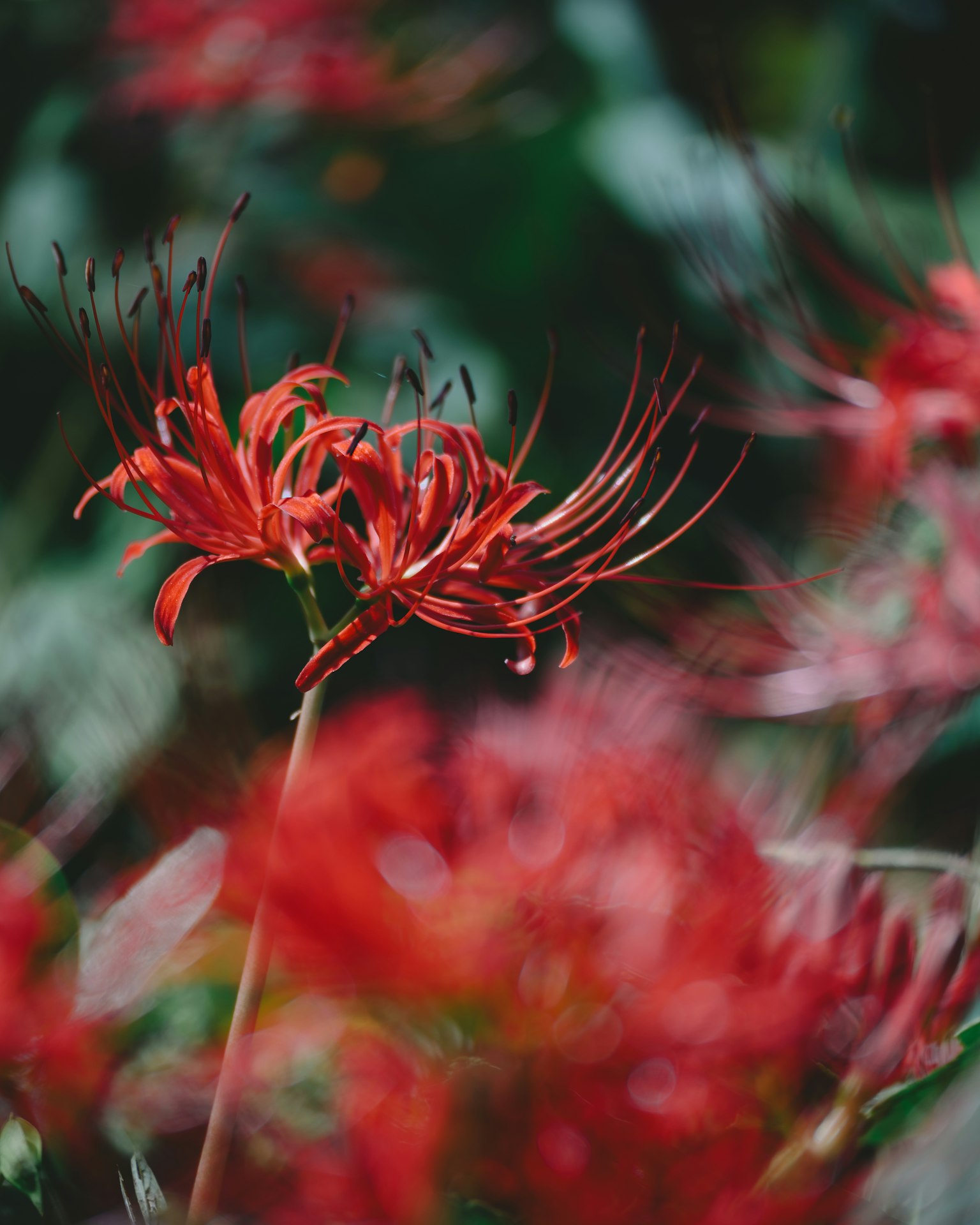 photo-rGEBKnH8dbzLFWUsU7x1-image