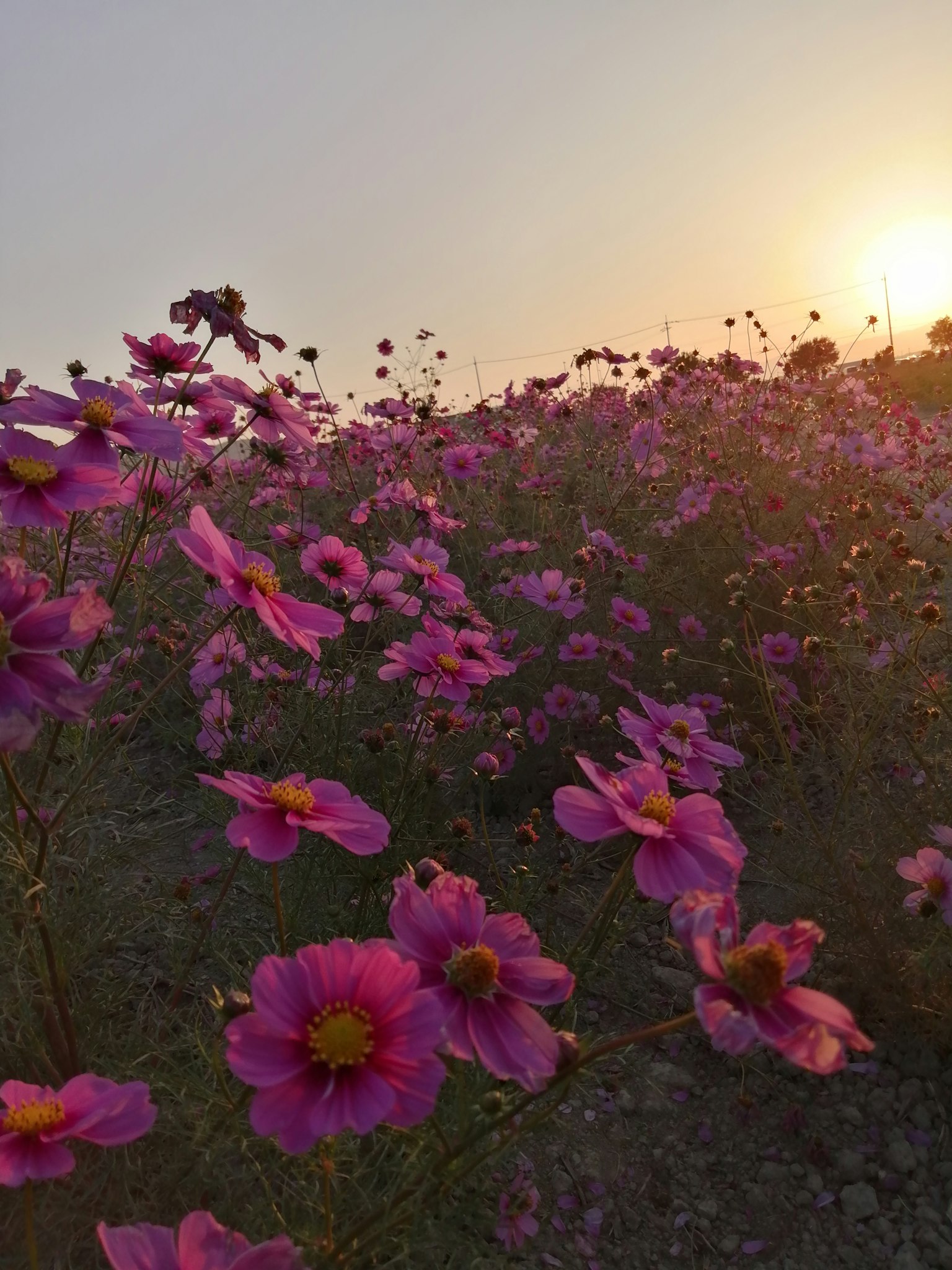 Pink flower field with sunset background