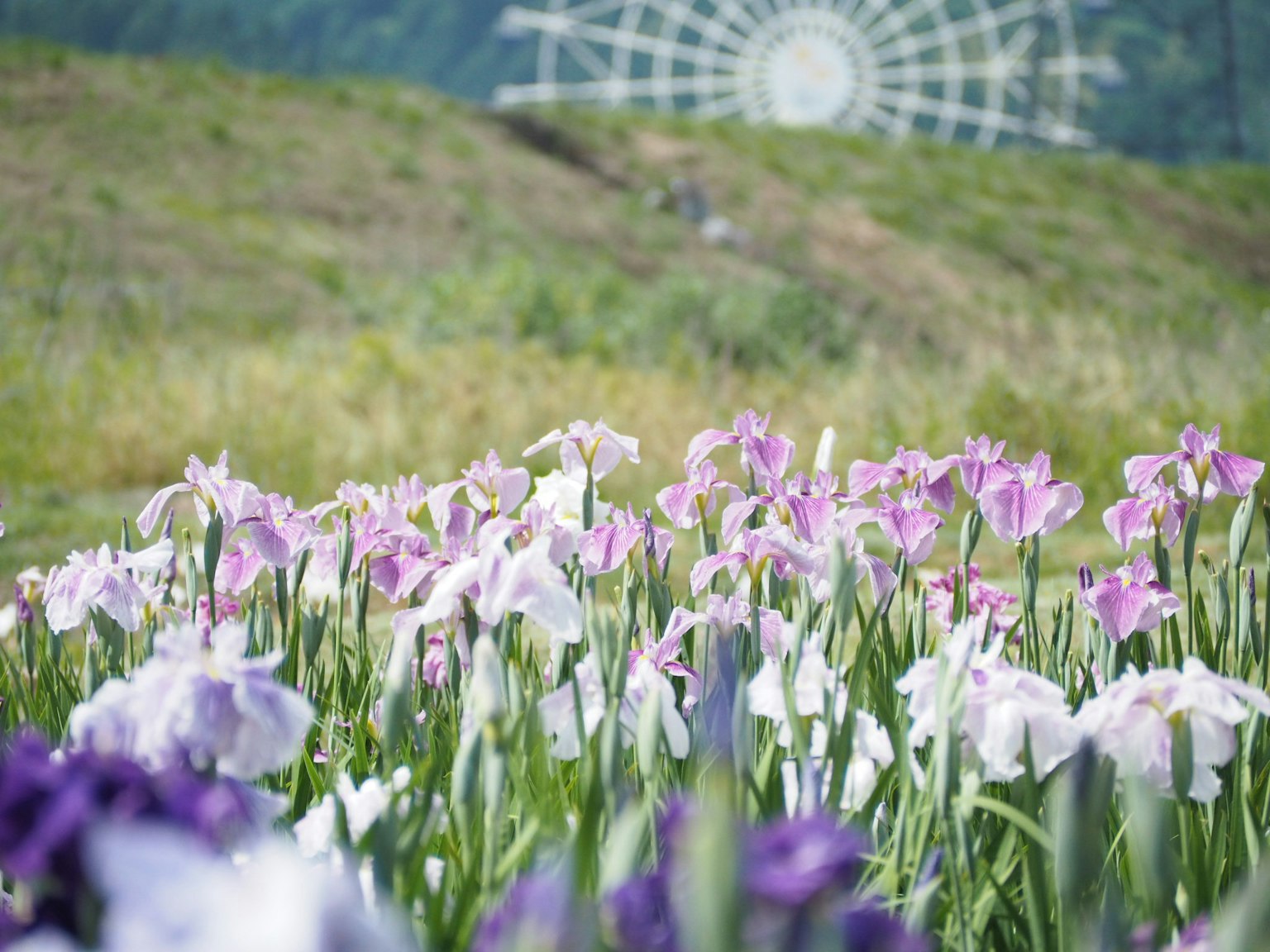 Un paysage magnifique avec des fleurs violettes et blanches et une grande roue de la fortune en arrière-plan