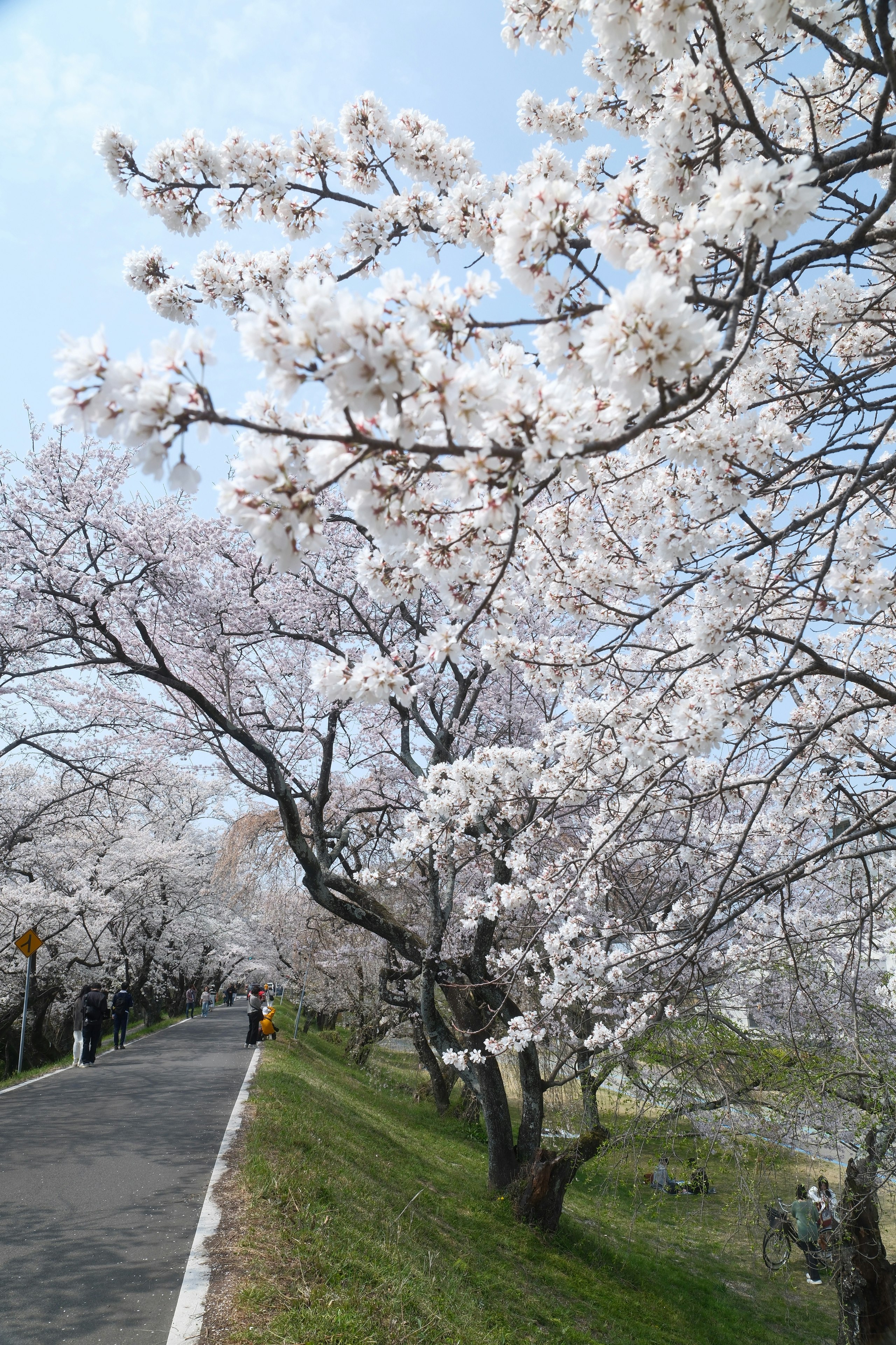 木曽川堤の桜並木が続く春の遊歩道