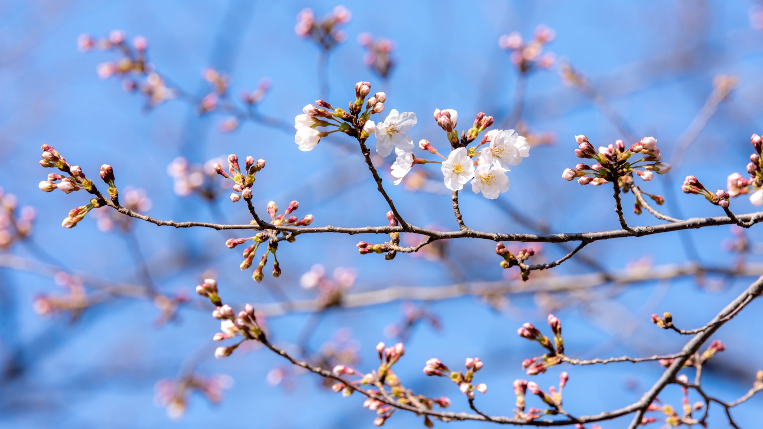 Cherry blossom branch with buds and blooms against a blue sky