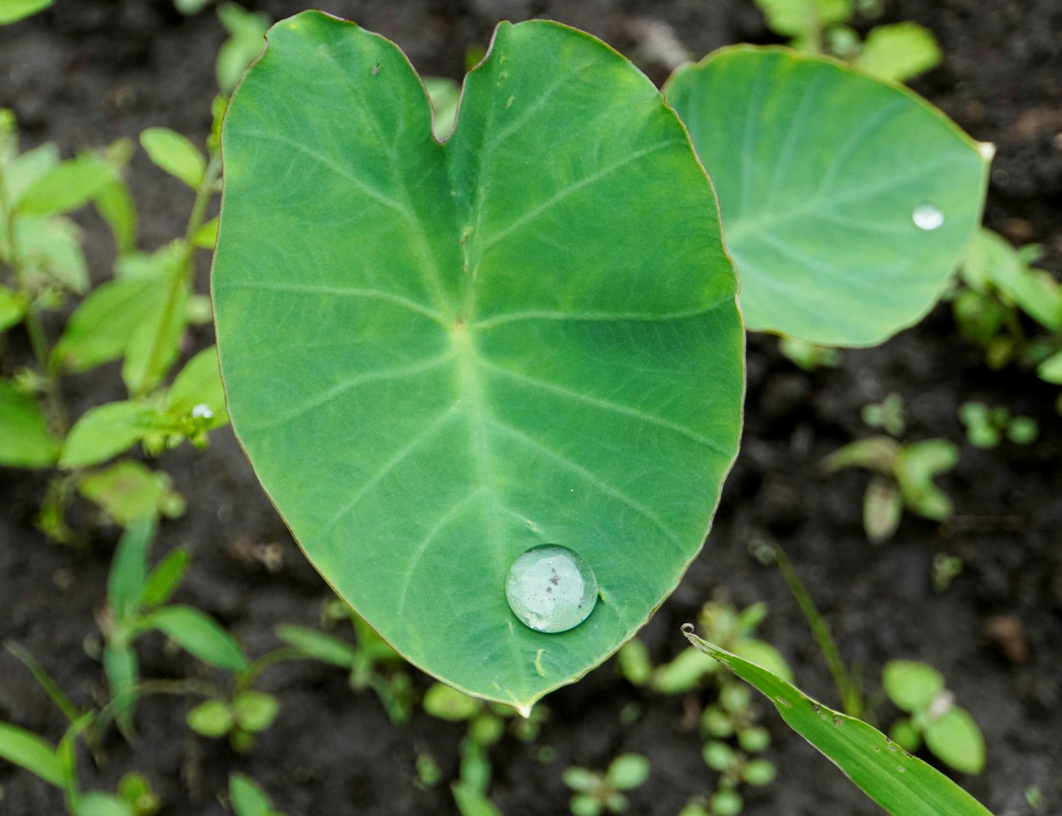 Daun hijau dengan tetesan air di atasnya