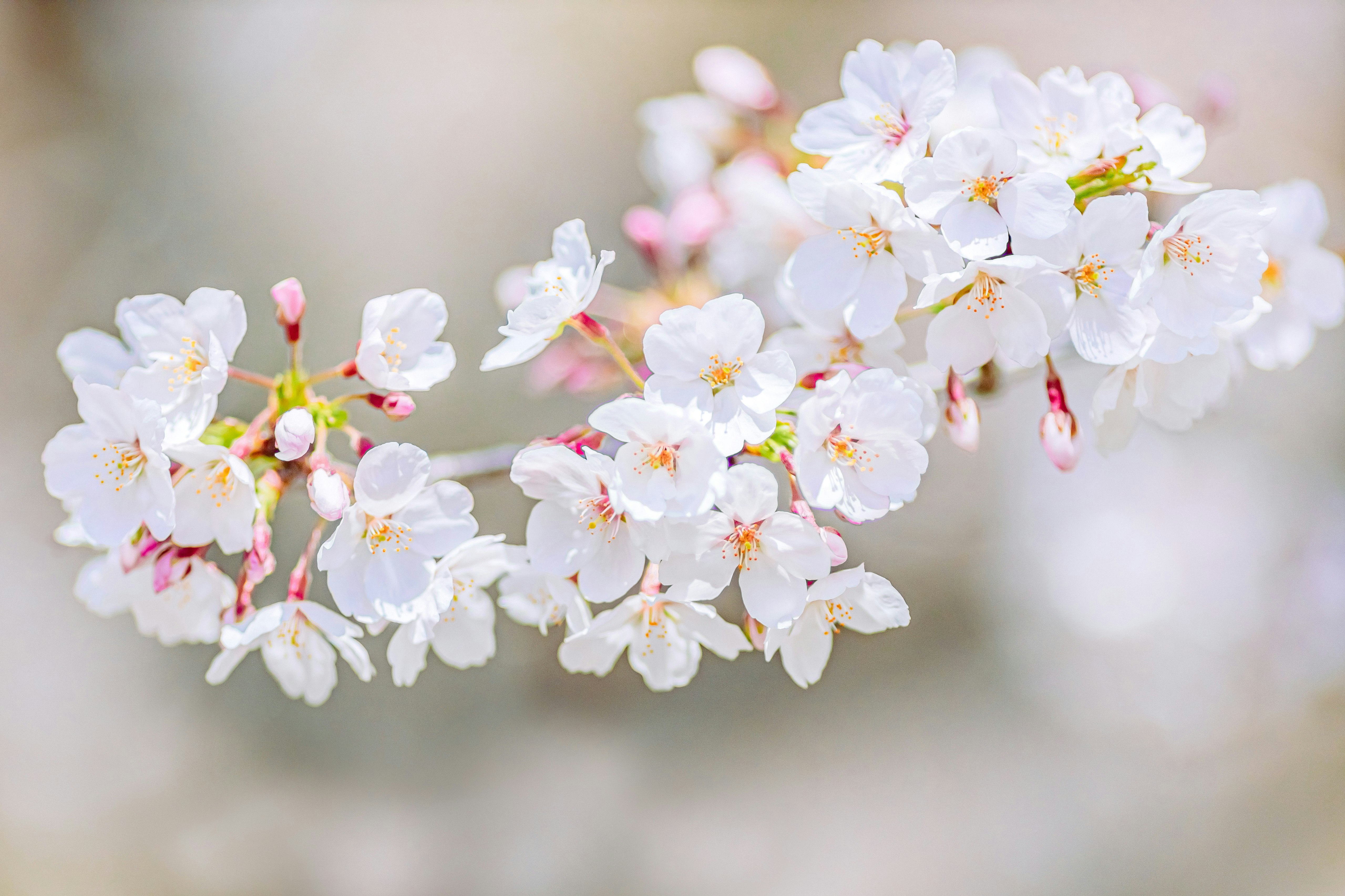 白い桜の花が咲く枝先のクローズアップ