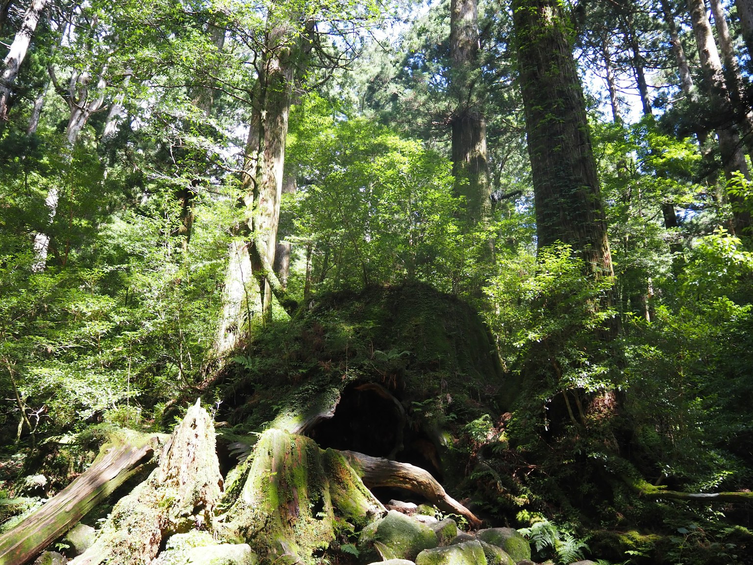 Un vieux tronc d'arbre entouré d'une forêt verdoyante et d'arbres majestueux