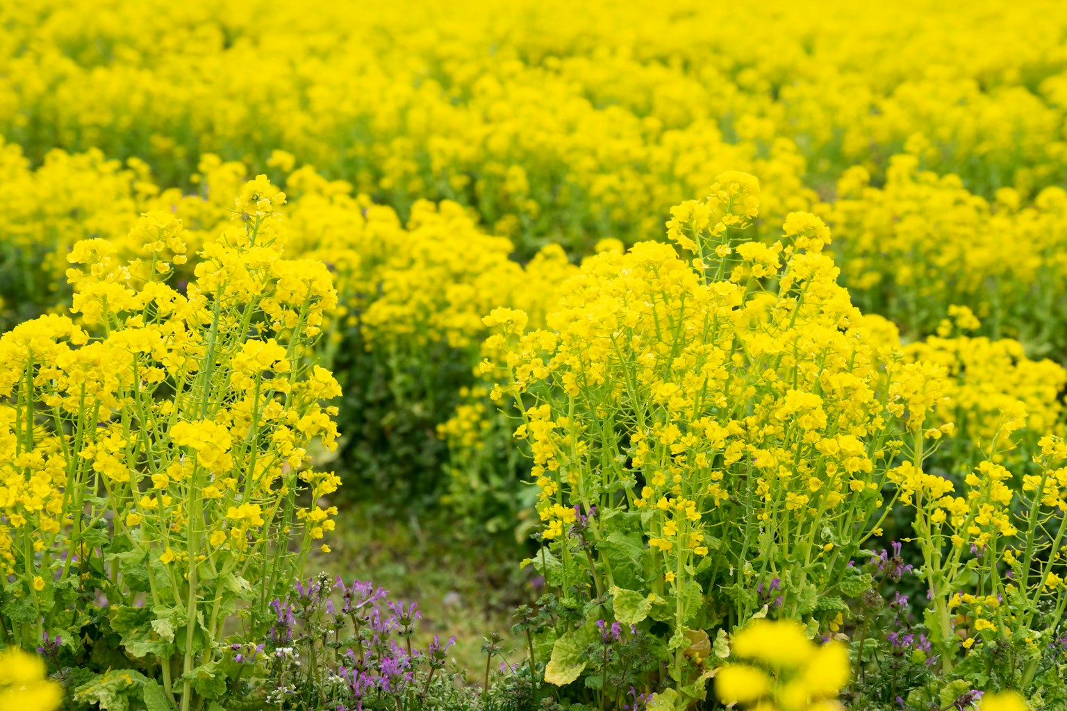 Vasto campo di fiori di colza gialli vibranti in fiore