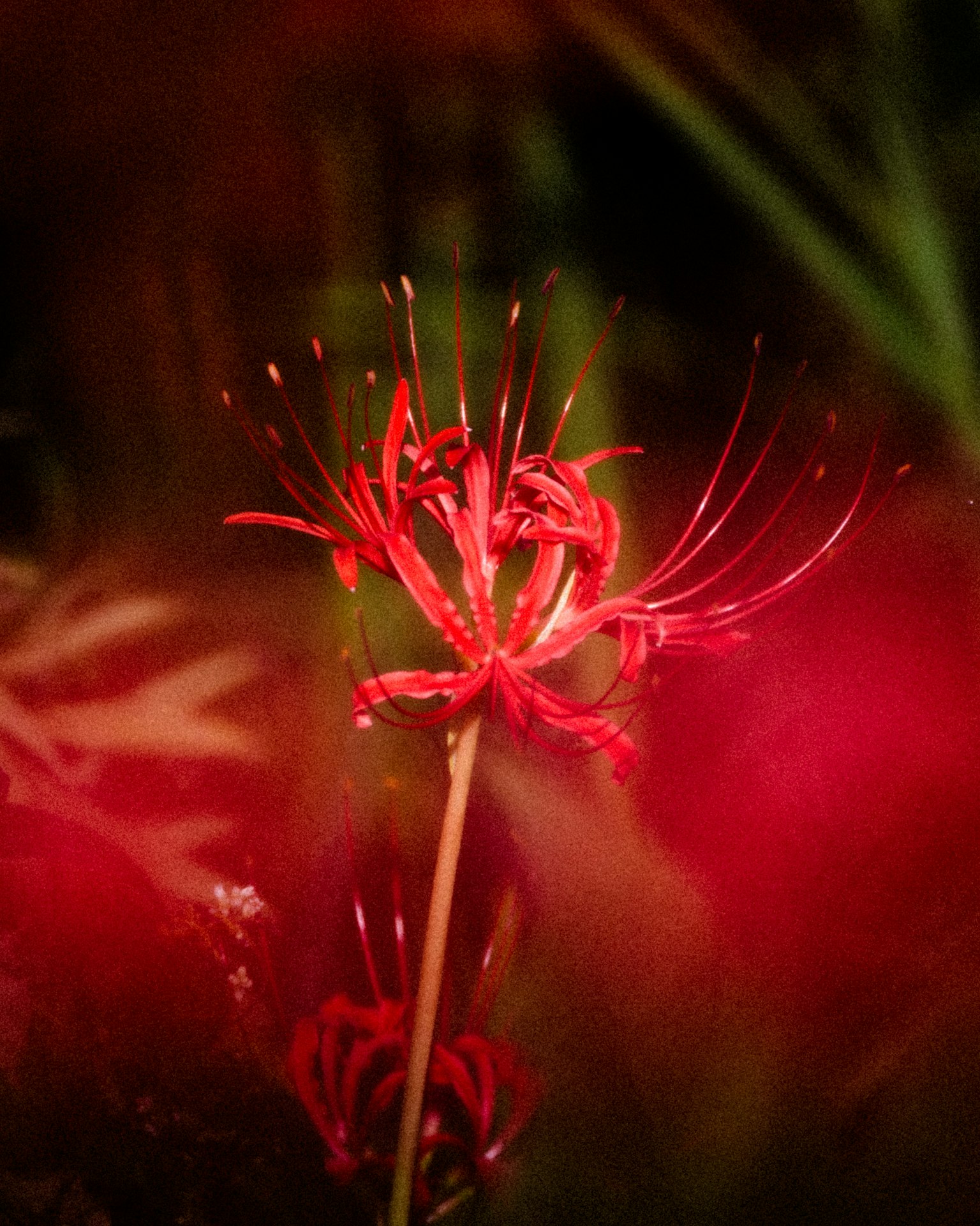 A vibrant red flower stands out against a blurred background