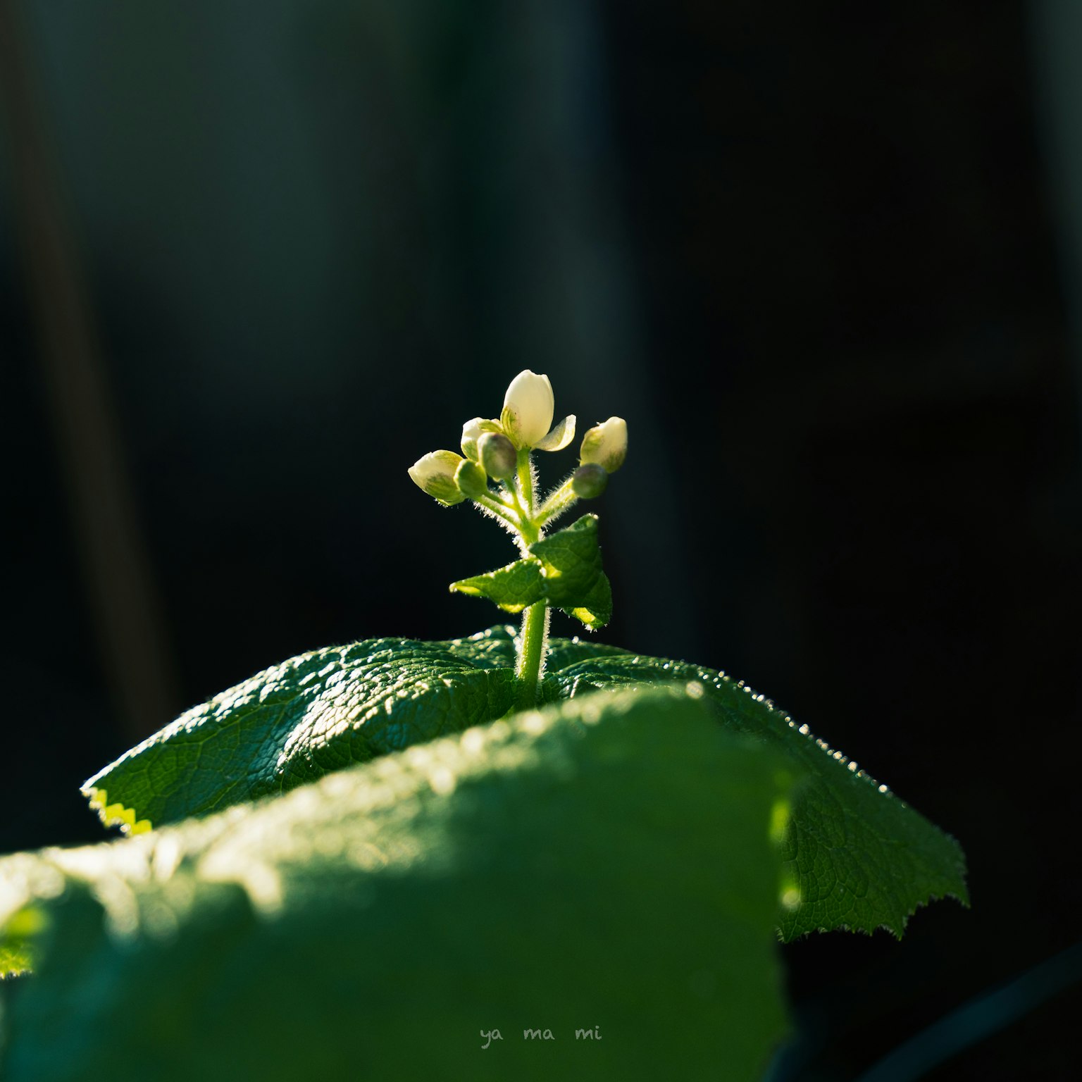 Primo piano di piccoli fiori bianchi e boccioli su foglie verdi