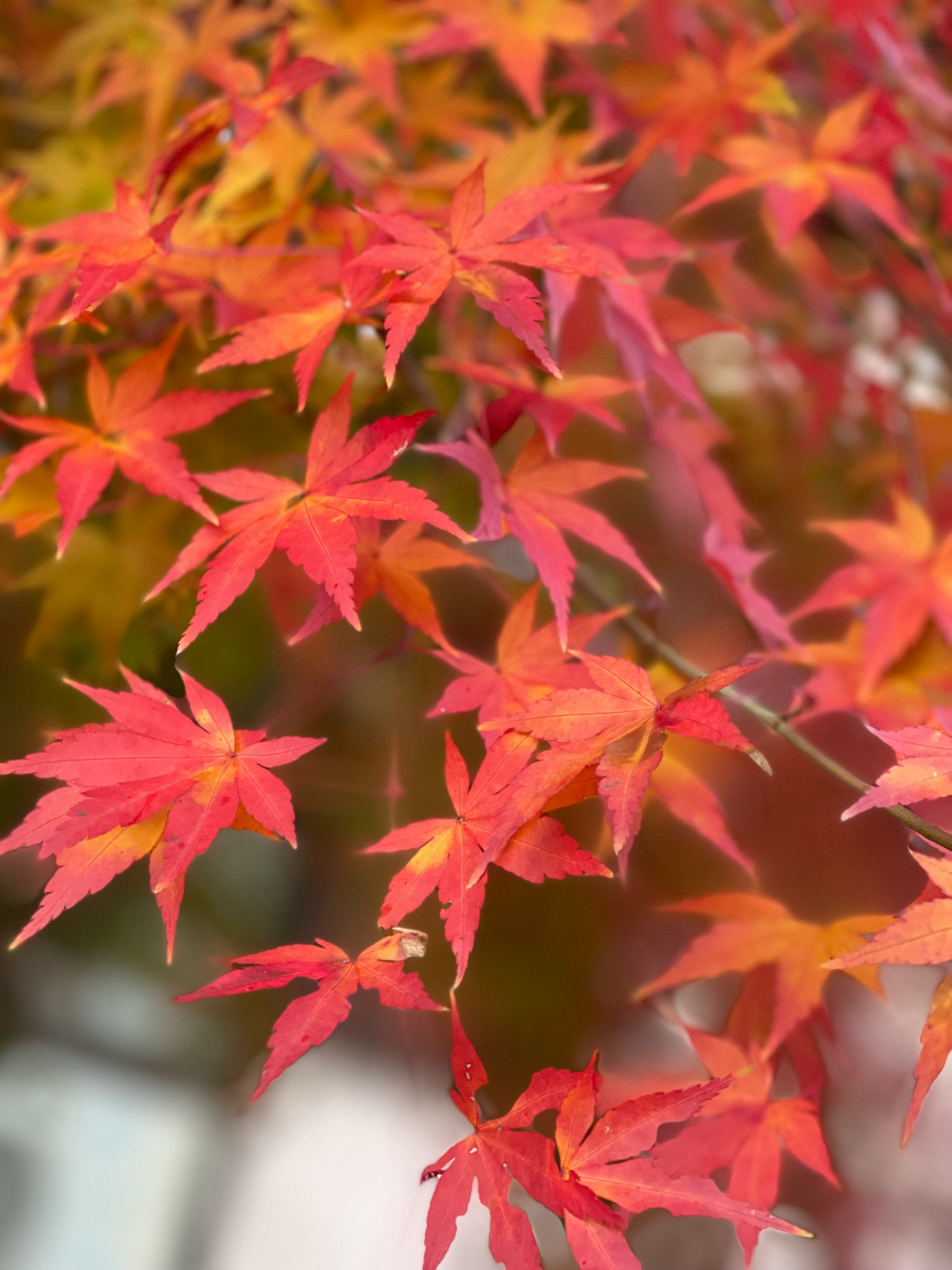 赤い紅葉の葉が密に重なるクローズアップ