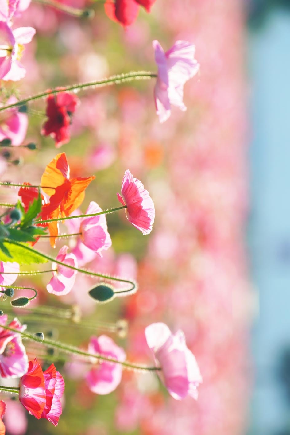 色とりどりの花と蝶が舞うようなボケ背景のマクロ画像