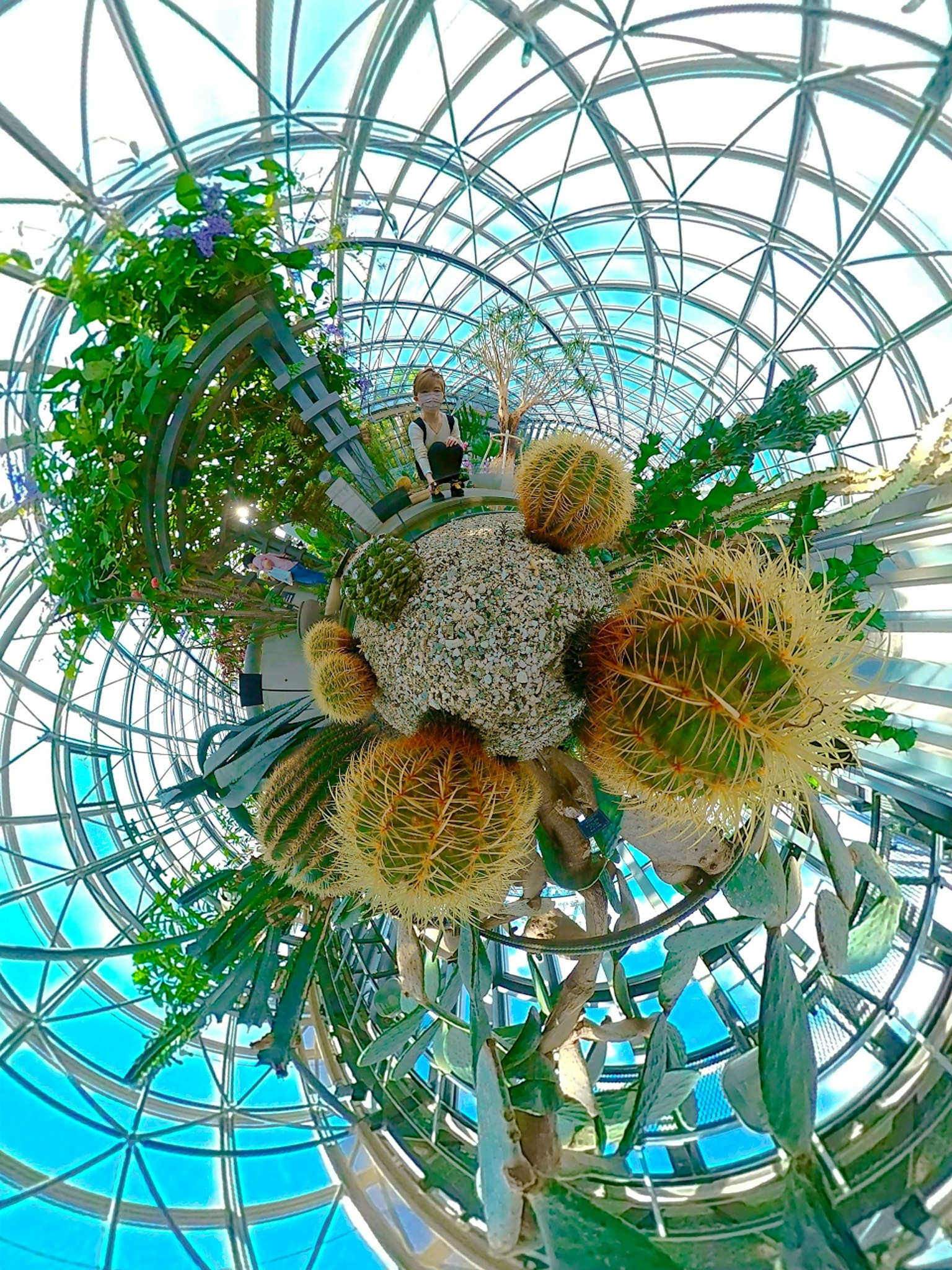 Une serre circulaire présentant une variété de cactus et de plantes disposées de manière harmonieuse