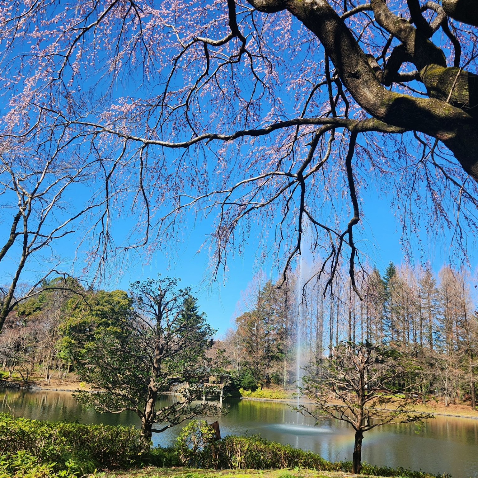 Vista escénica de un estanque con cerezos en flor y cielo azul claro