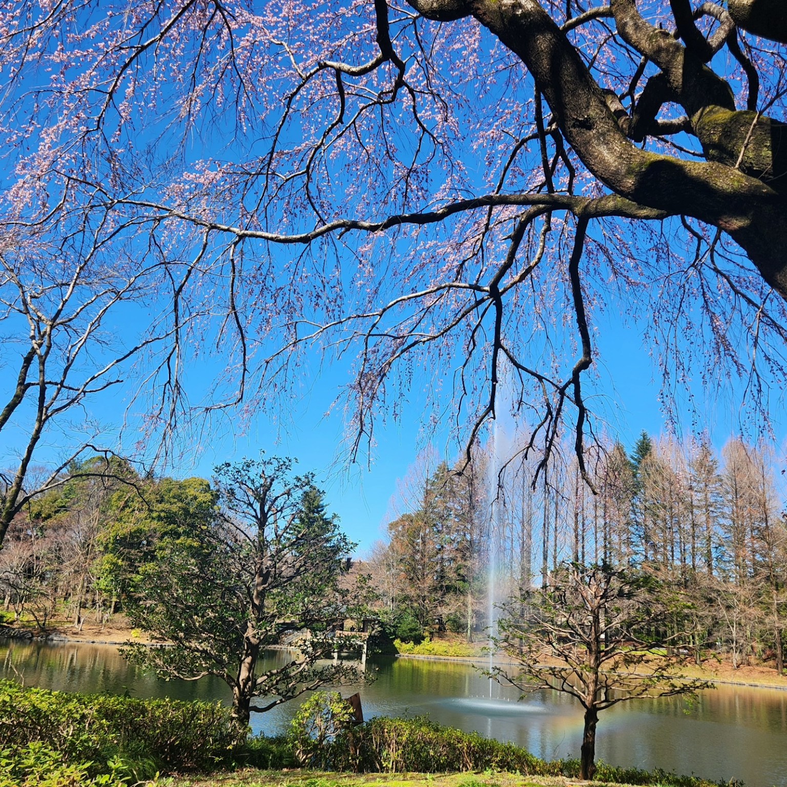 Pemandangan kolam dengan bunga sakura dan langit biru cerah