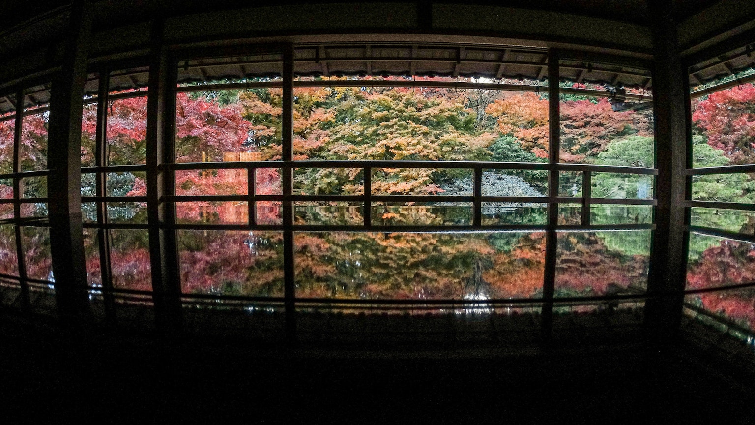 View of autumn foliage reflected in a window