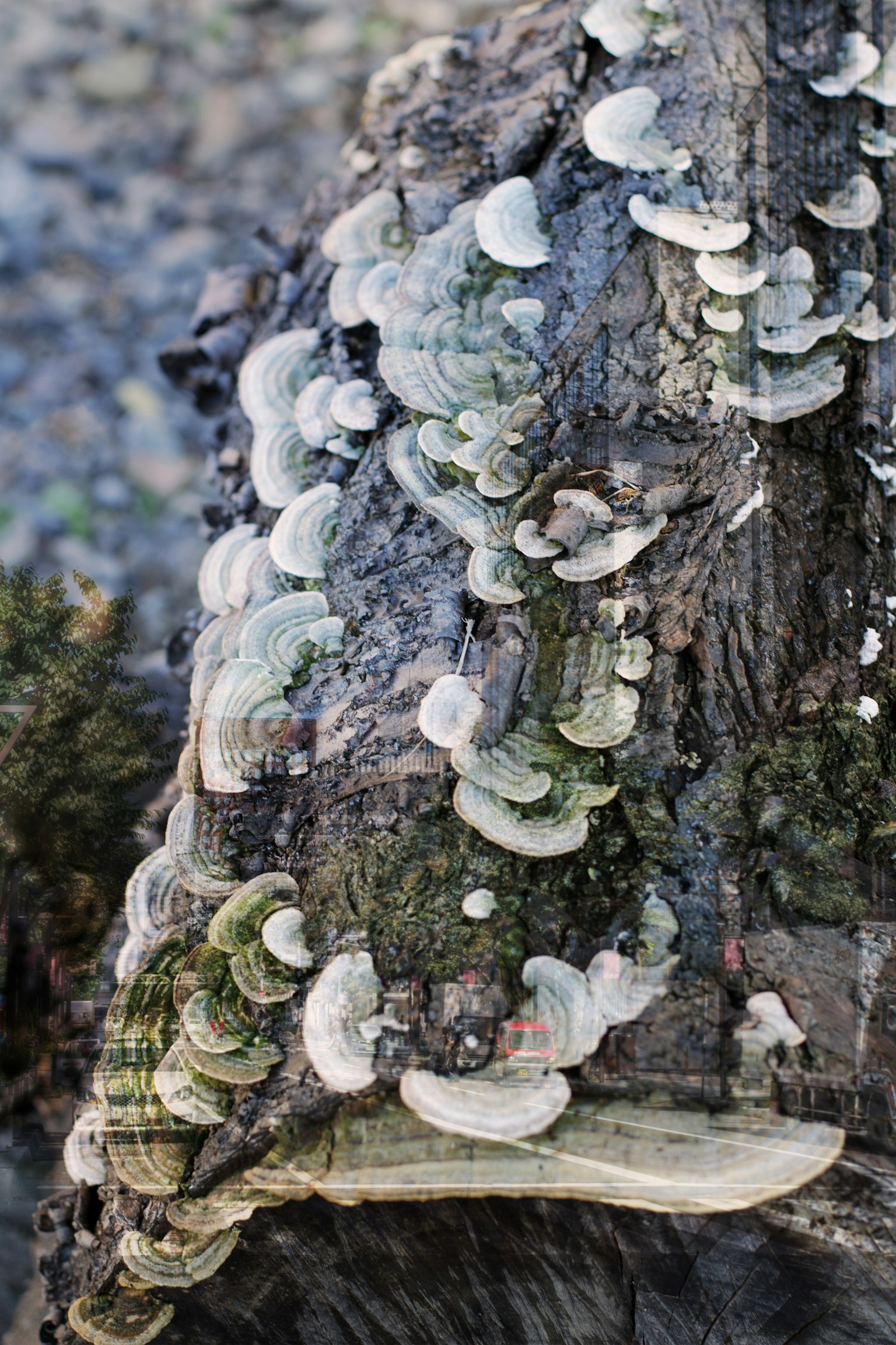 Weißer Pilz, der auf einem Baumstamm wächst