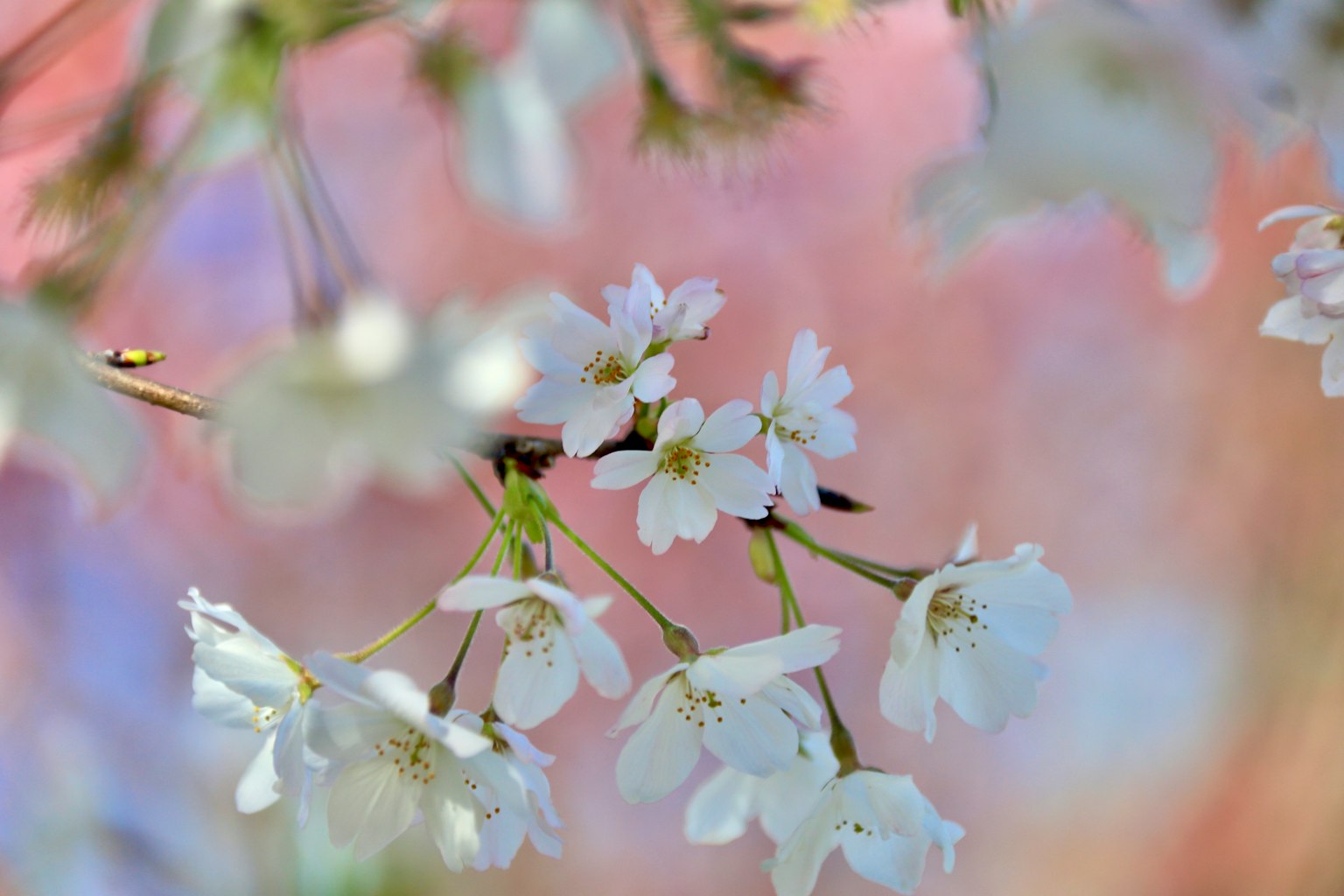 Flores de cerezo blancas en flor con un fondo rosa difuso que crea una atmósfera primaveral