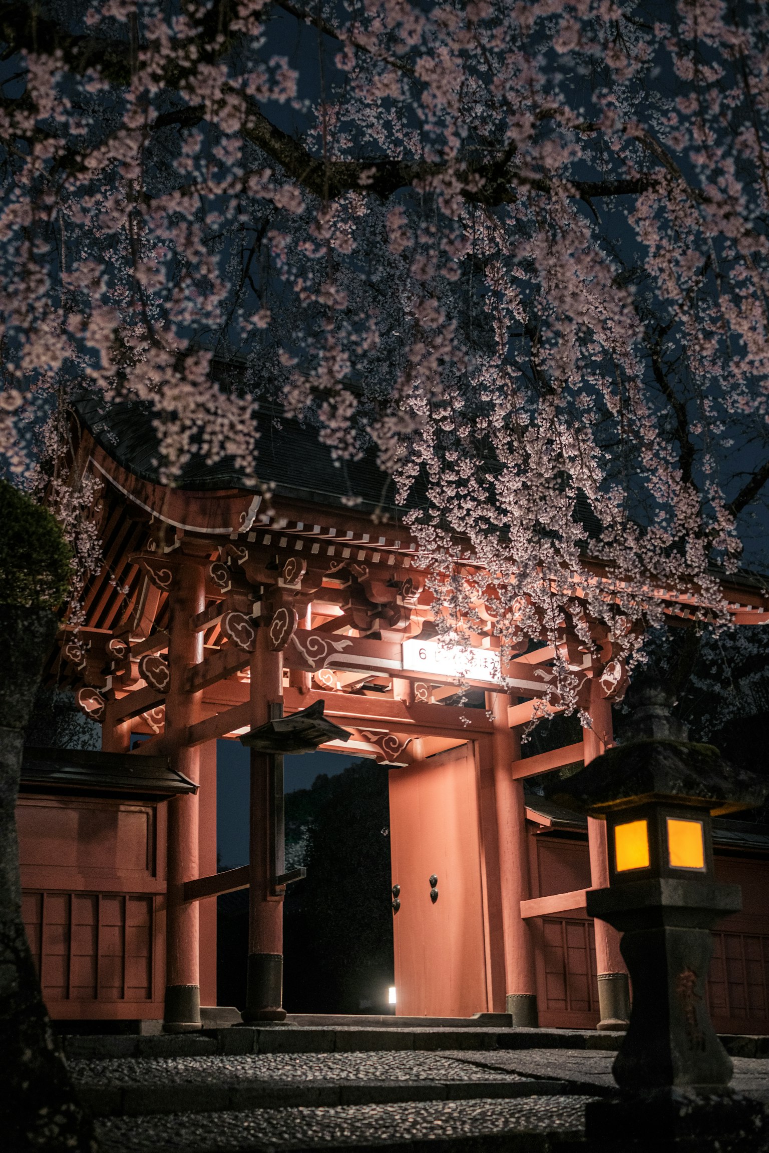 Pintu merah yang diterangi di malam hari di bawah bunga sakura