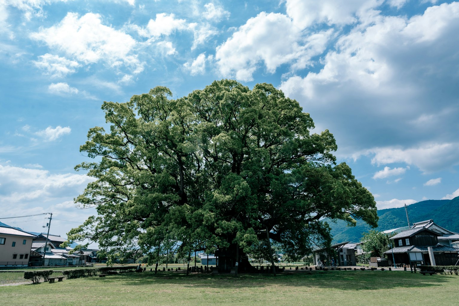 Un grande albero verde sotto un cielo blu con paesaggio circostante