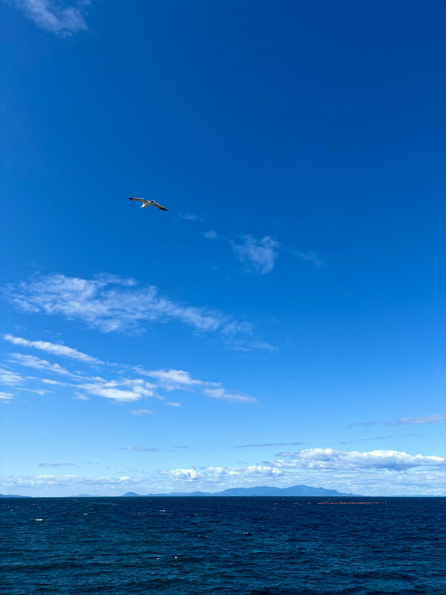 青い空と海の風景に飛ぶ鳥