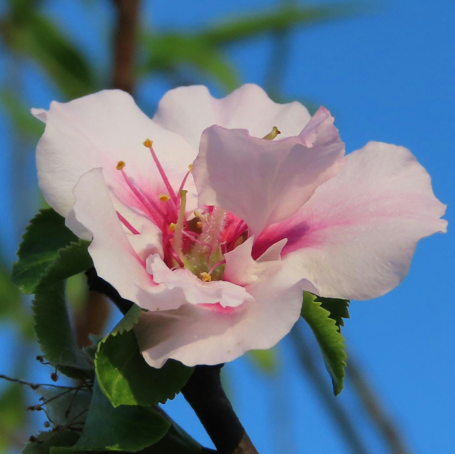 Flor de durazno con pétalos blancos y rosas contra un cielo azul