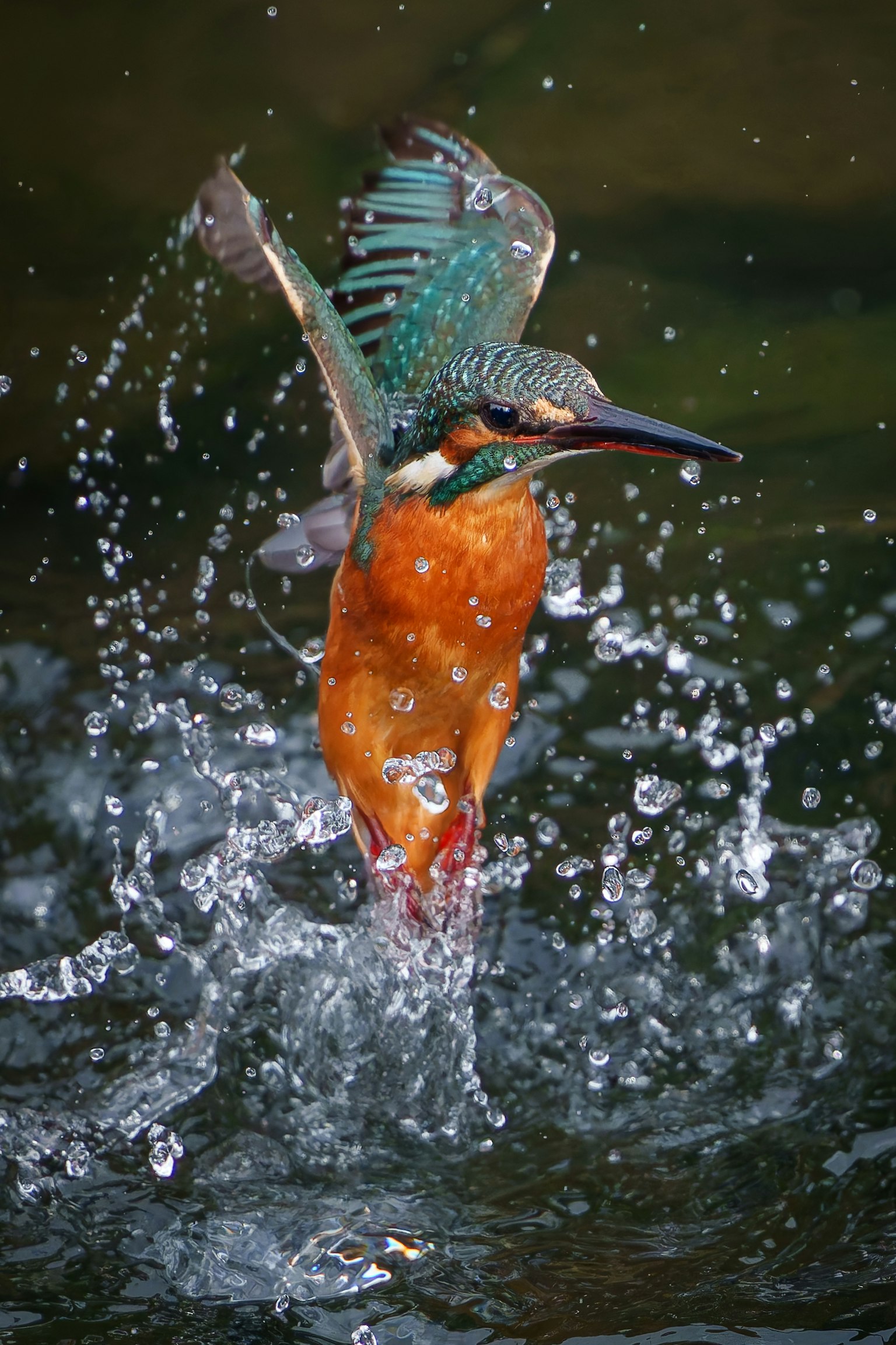 Martin pescatore che emerge dall'acqua con piume vivaci e schizzi