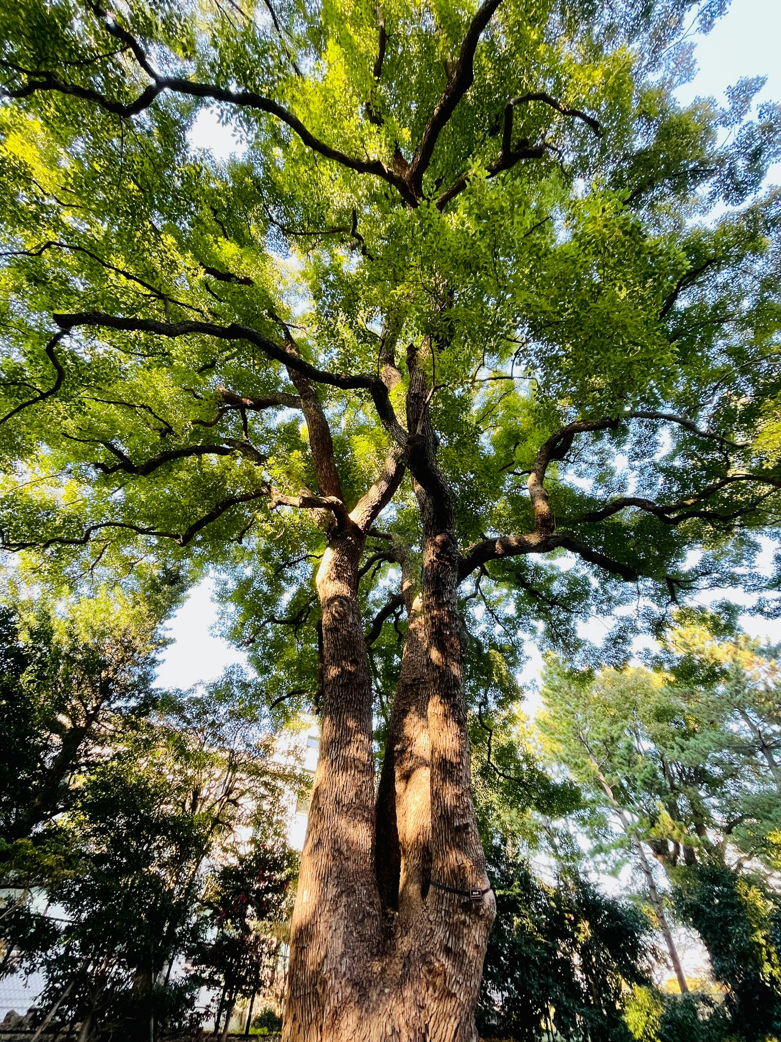 Ein großer grüner Baum steht unter einem blauen Himmel