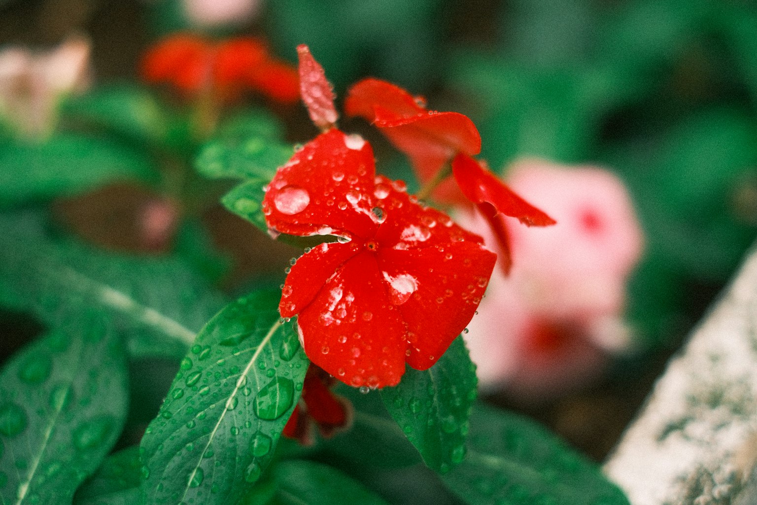 帶水滴的紅色鳳仙花與綠色葉子