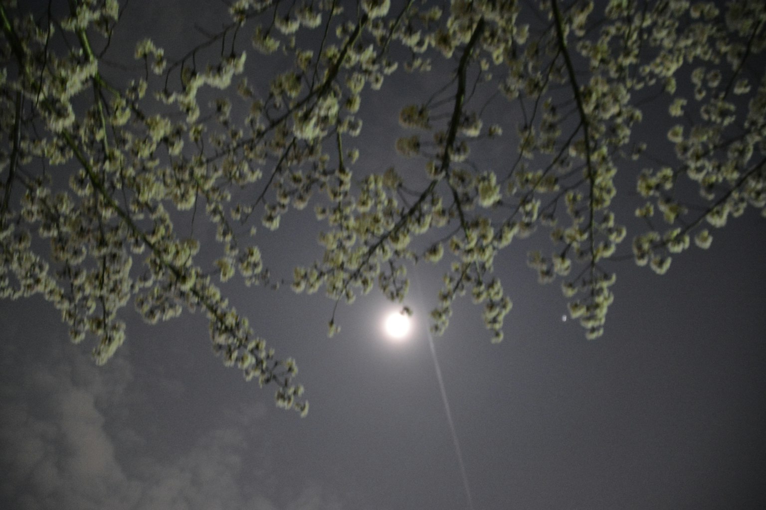 夜空中满月与樱花的美丽景象