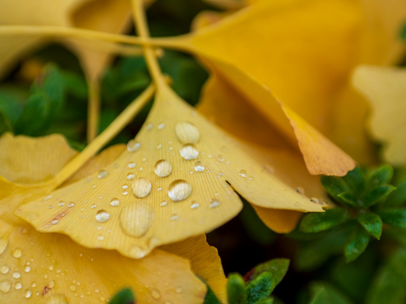 Feuilles de ginkgo jaunes avec des gouttes d'eau sur un fond vert