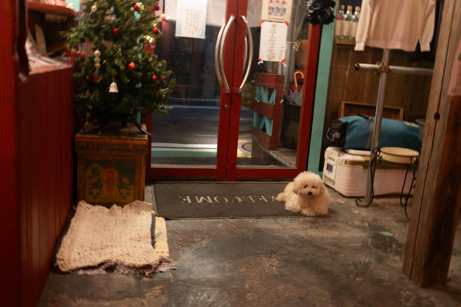 Interior scene with a white dog near a Christmas tree and red entrance door