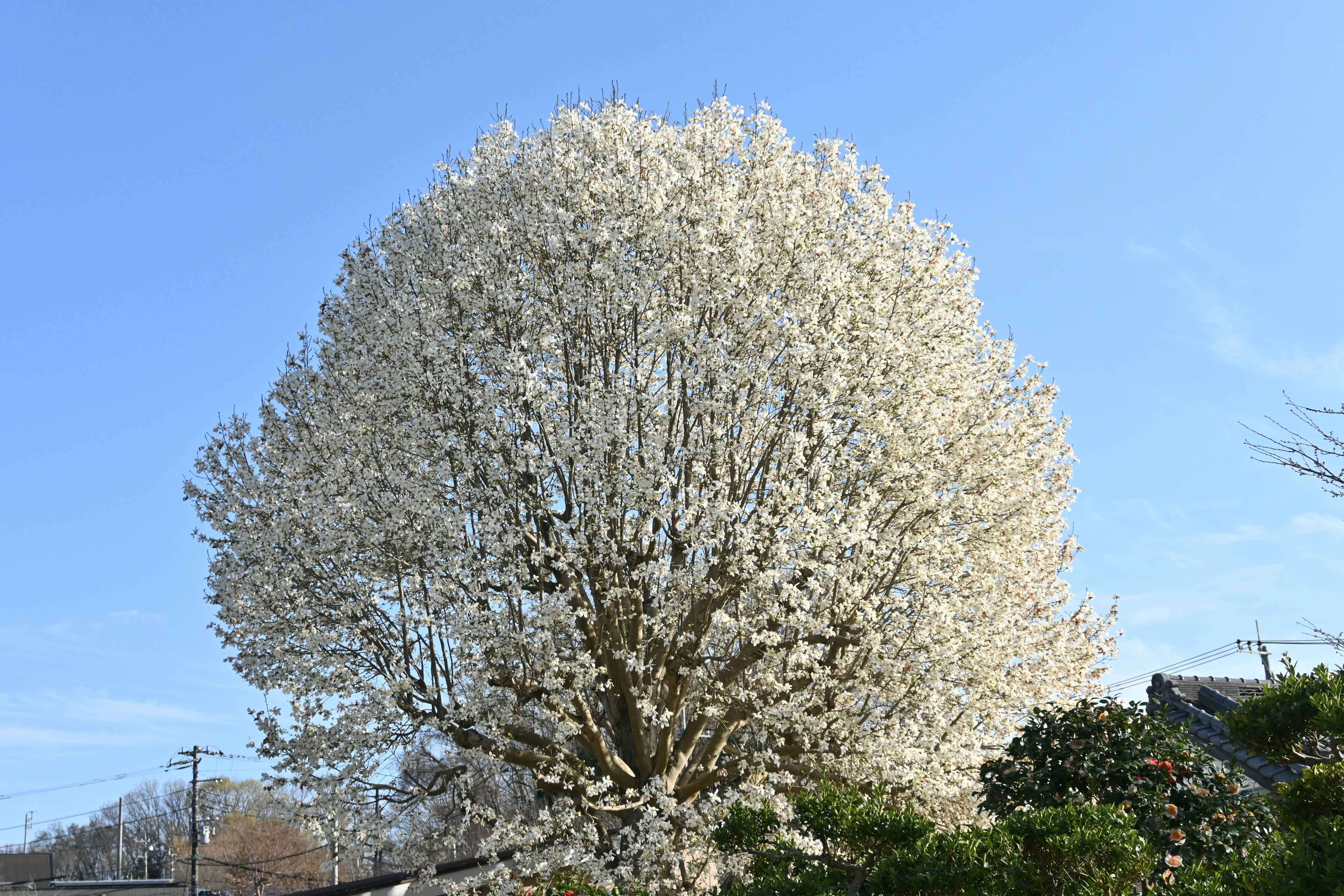 青空の下で咲く大きな桜の木