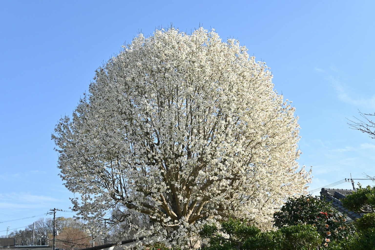 白い花が満開の大きな木と青空の風景